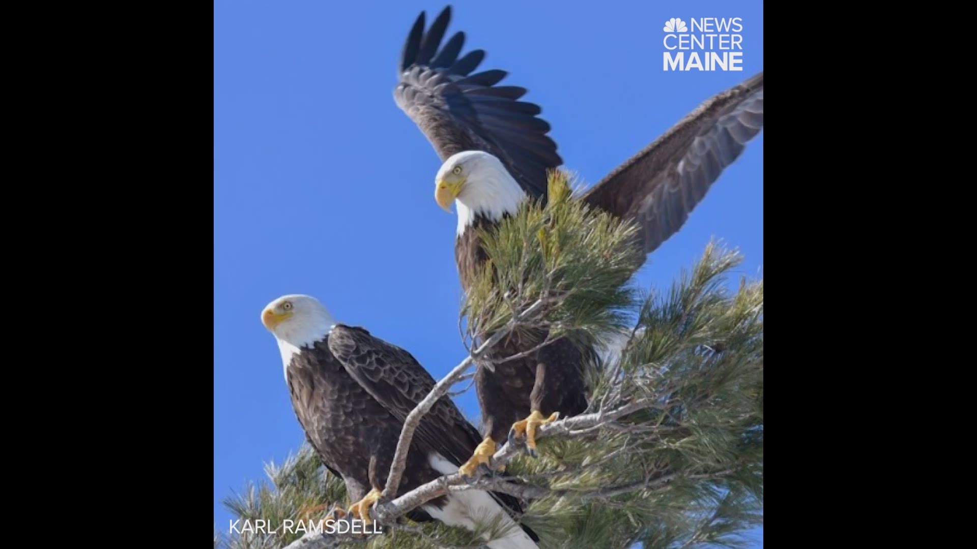 Karl Ramsdell has been watching the same Bald Eagle couple for years in Cumberland County.