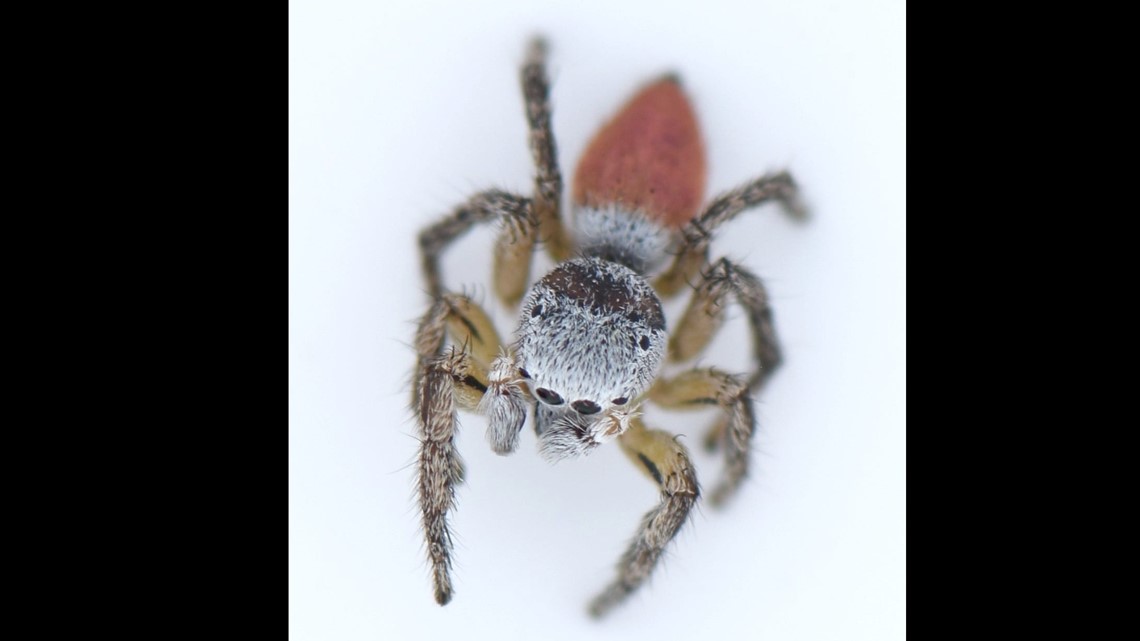 Maine is home to hundreds of spider species. Here's a guide.