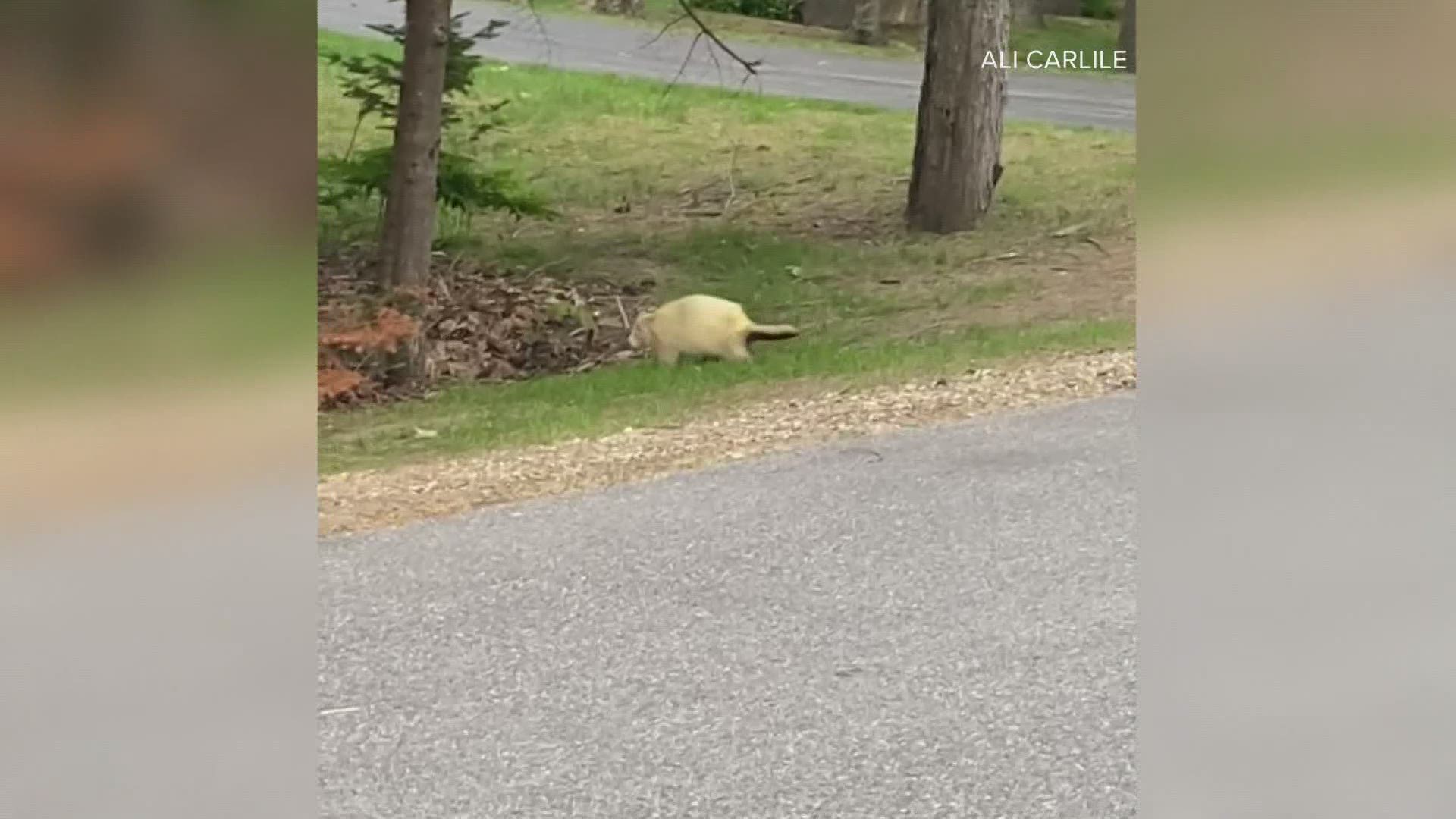An albino porcupine was spotted in Kennebunkport. Is it Marshmallow the Seashore Trolley Museum porcupine or are there two albino porcupines living in Kennebunkport?