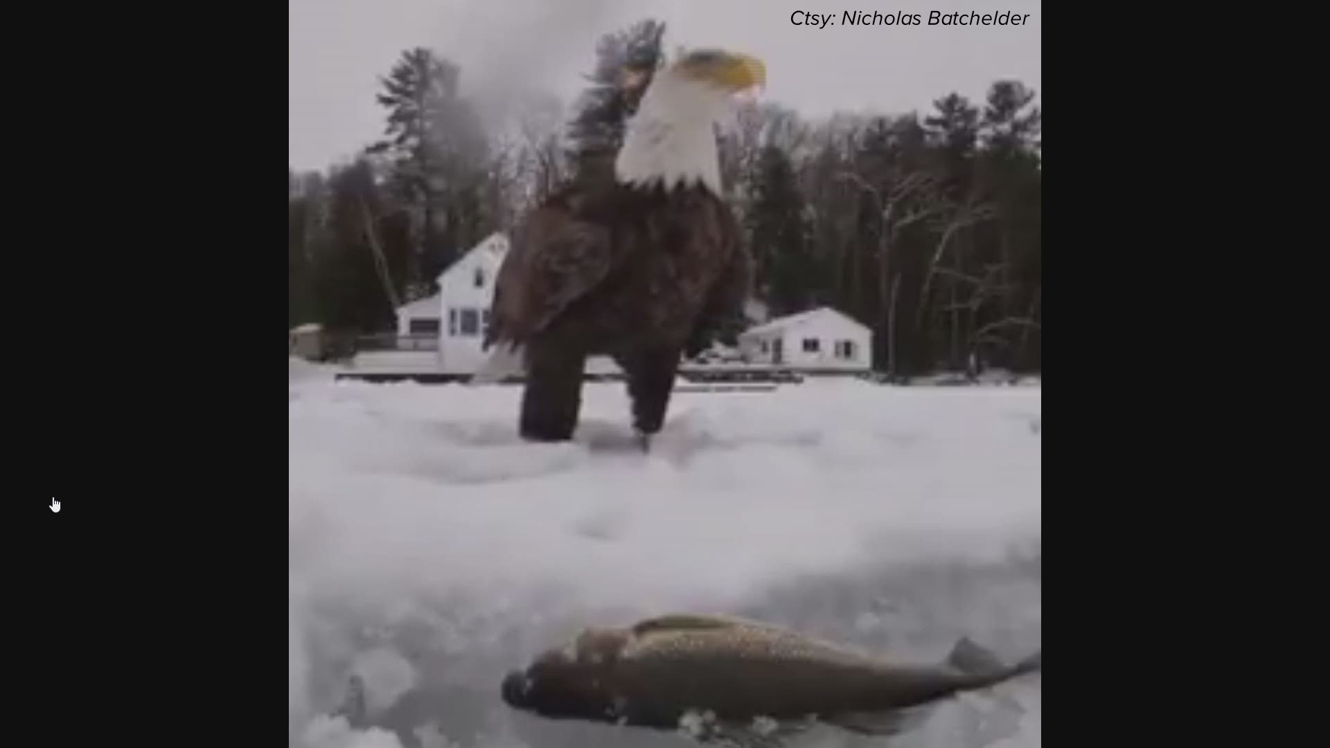 Nick Batchelder shares his catch with an eagle on Little Sebago.