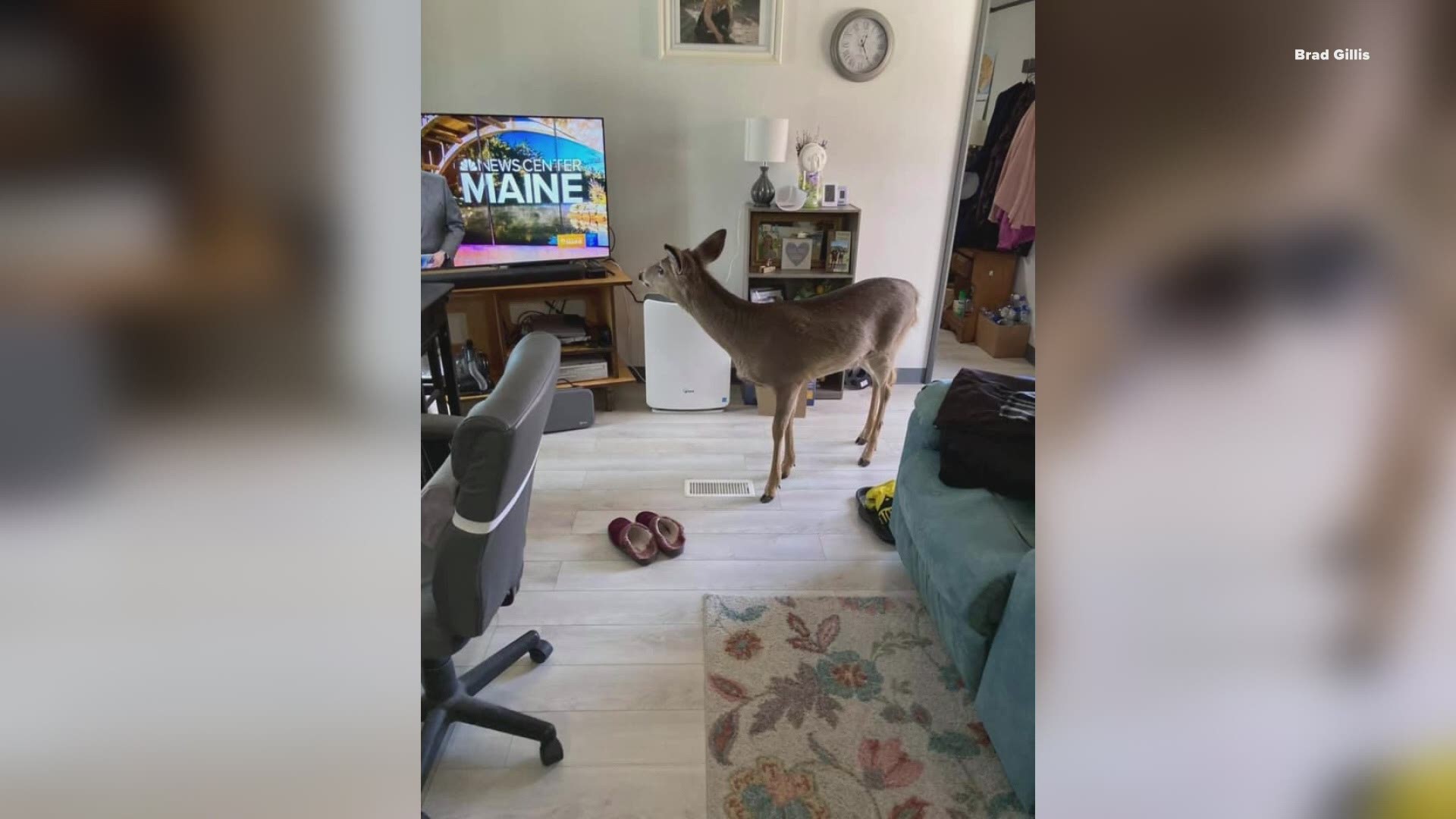 Brad Gillis was watching News Center Maine on Monday when a deer that frequents his backyard decided to come in and see what was happening in his neck of the woods.