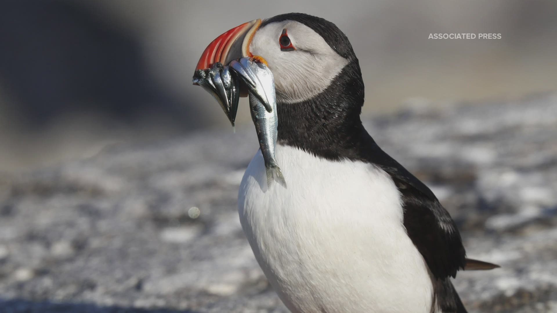 As the Gulf of Maine warms, puffins face new environmental challenges