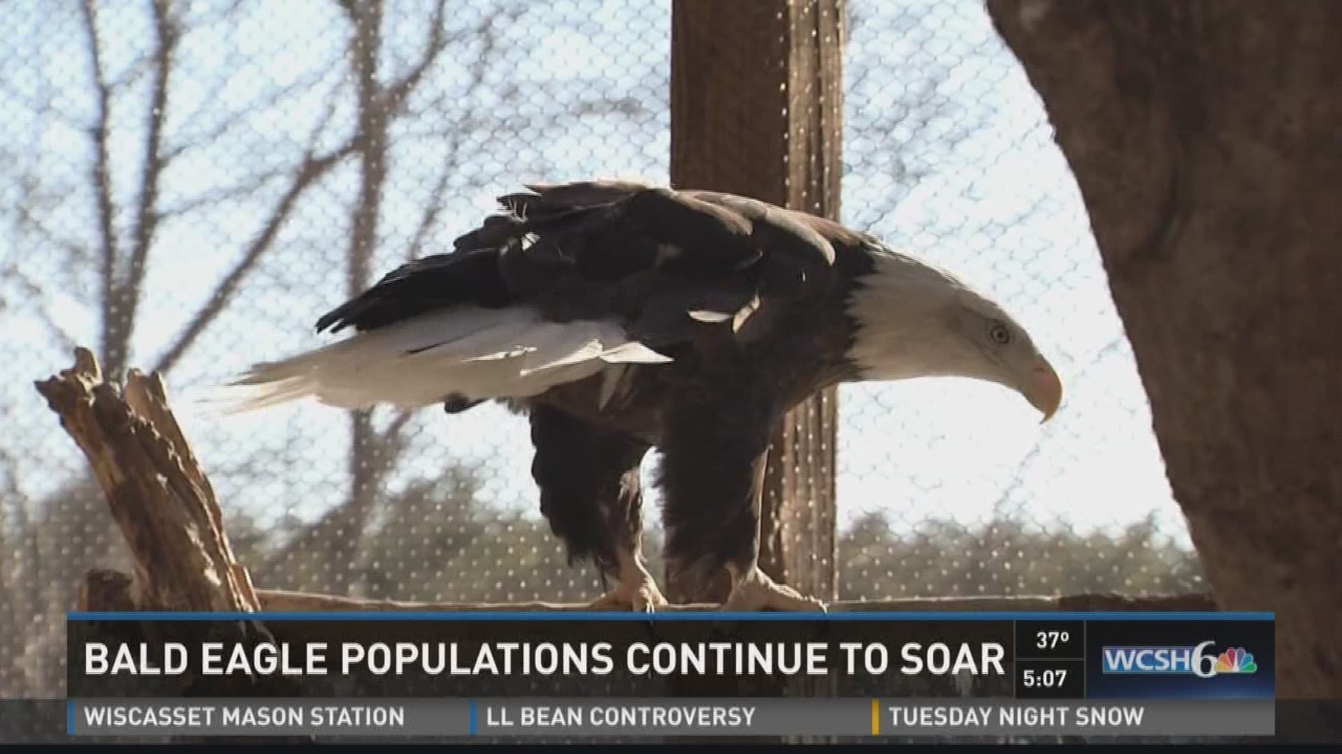 Bald eagle populations soar from resurgence.