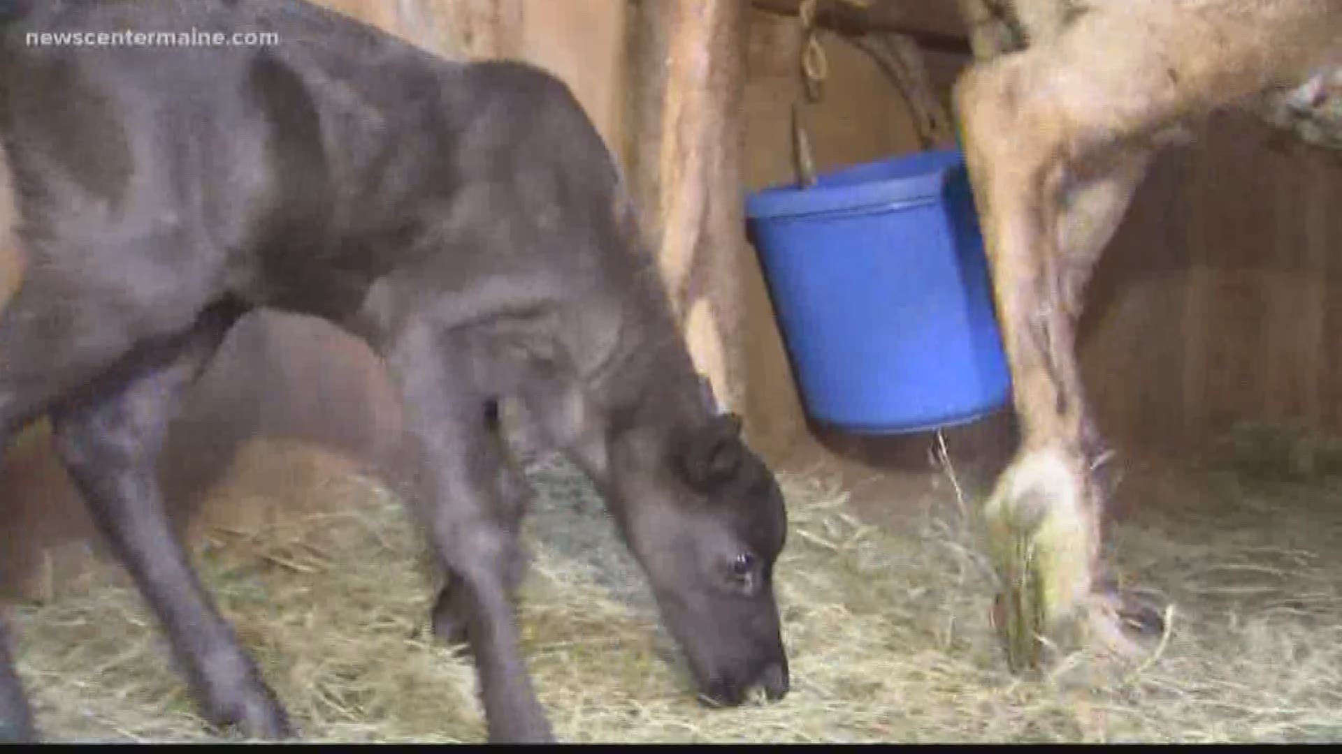 Maine petting zoo is site of first reindeer birth in years ...