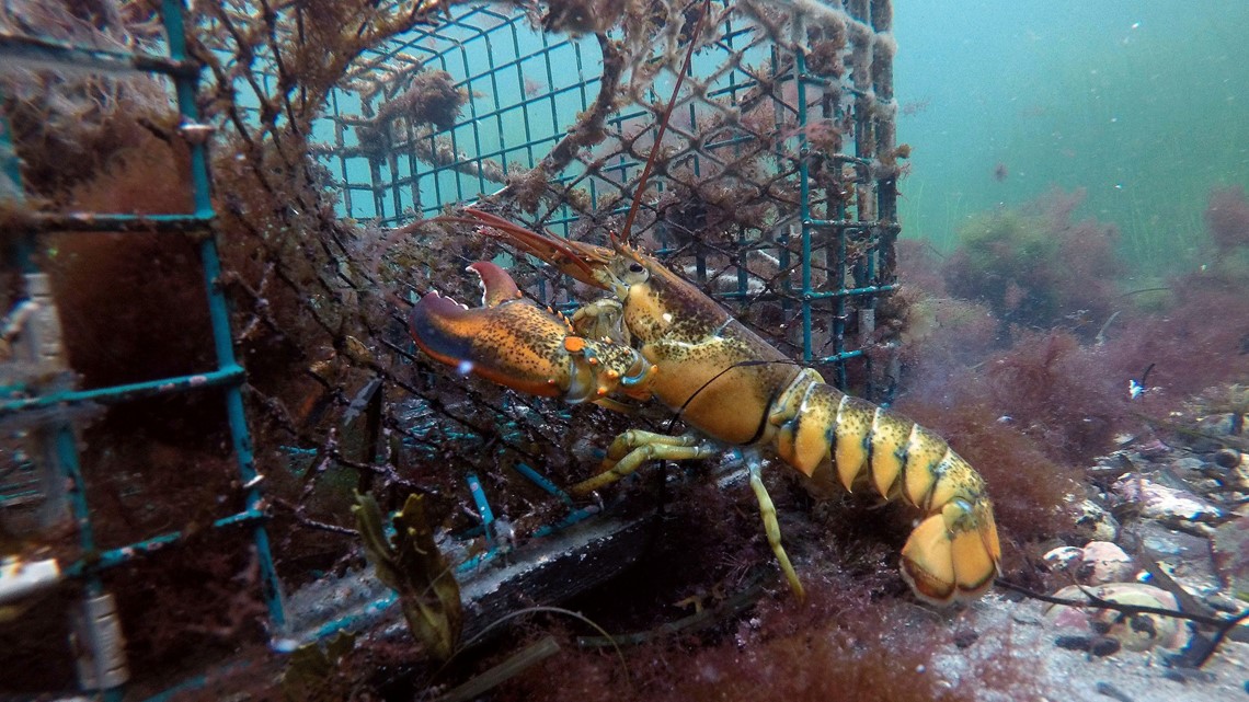 New lobster bait species coming to Maine amid shortage of herring