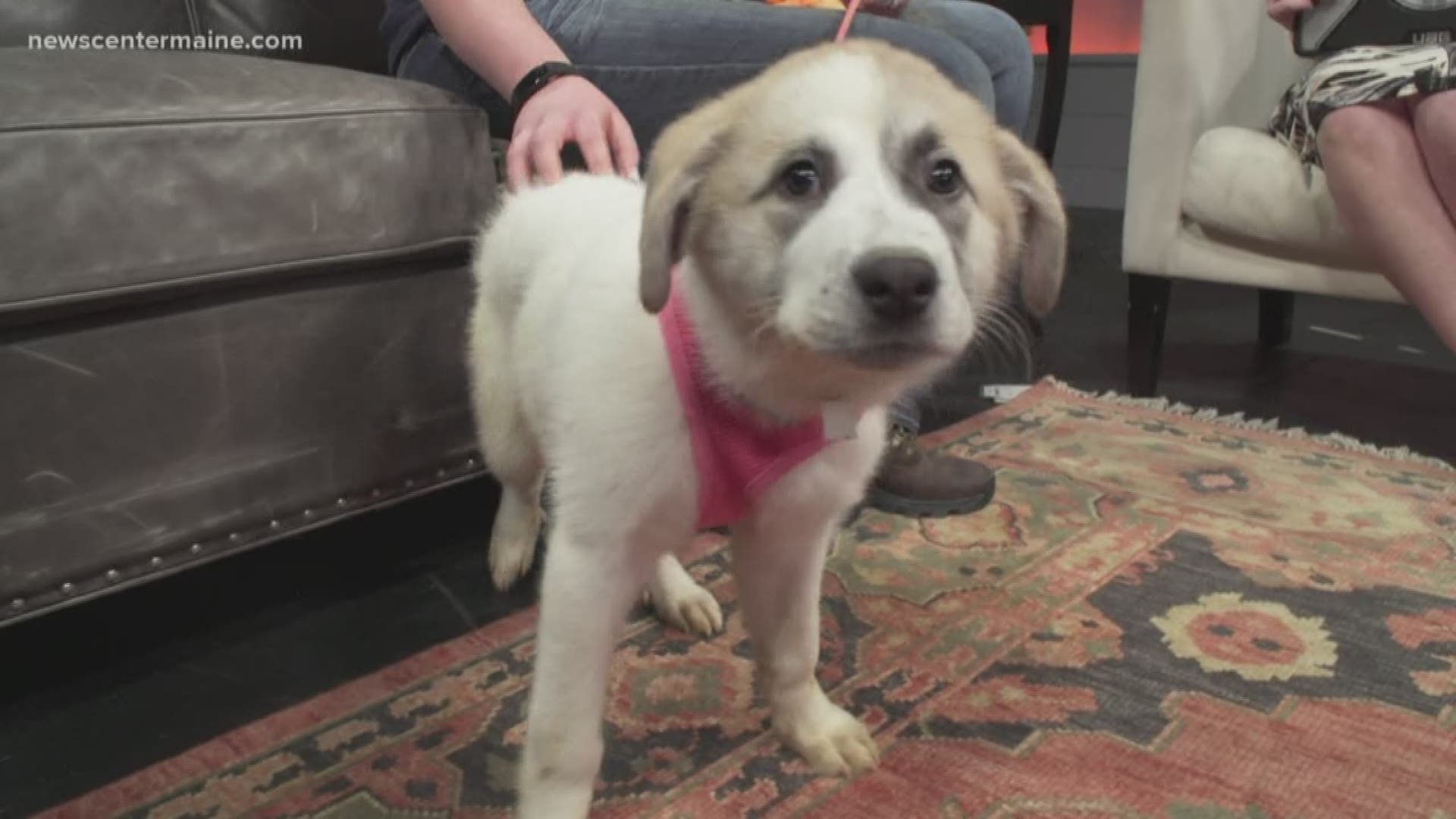 Dosie is available for adoption at Midcoast Humane