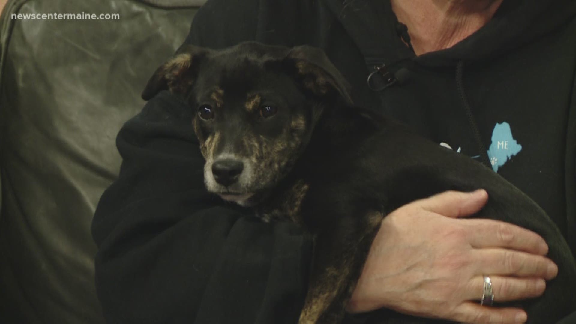 Betty the puppy from Fetching Hope Rescue is ready for adoption.