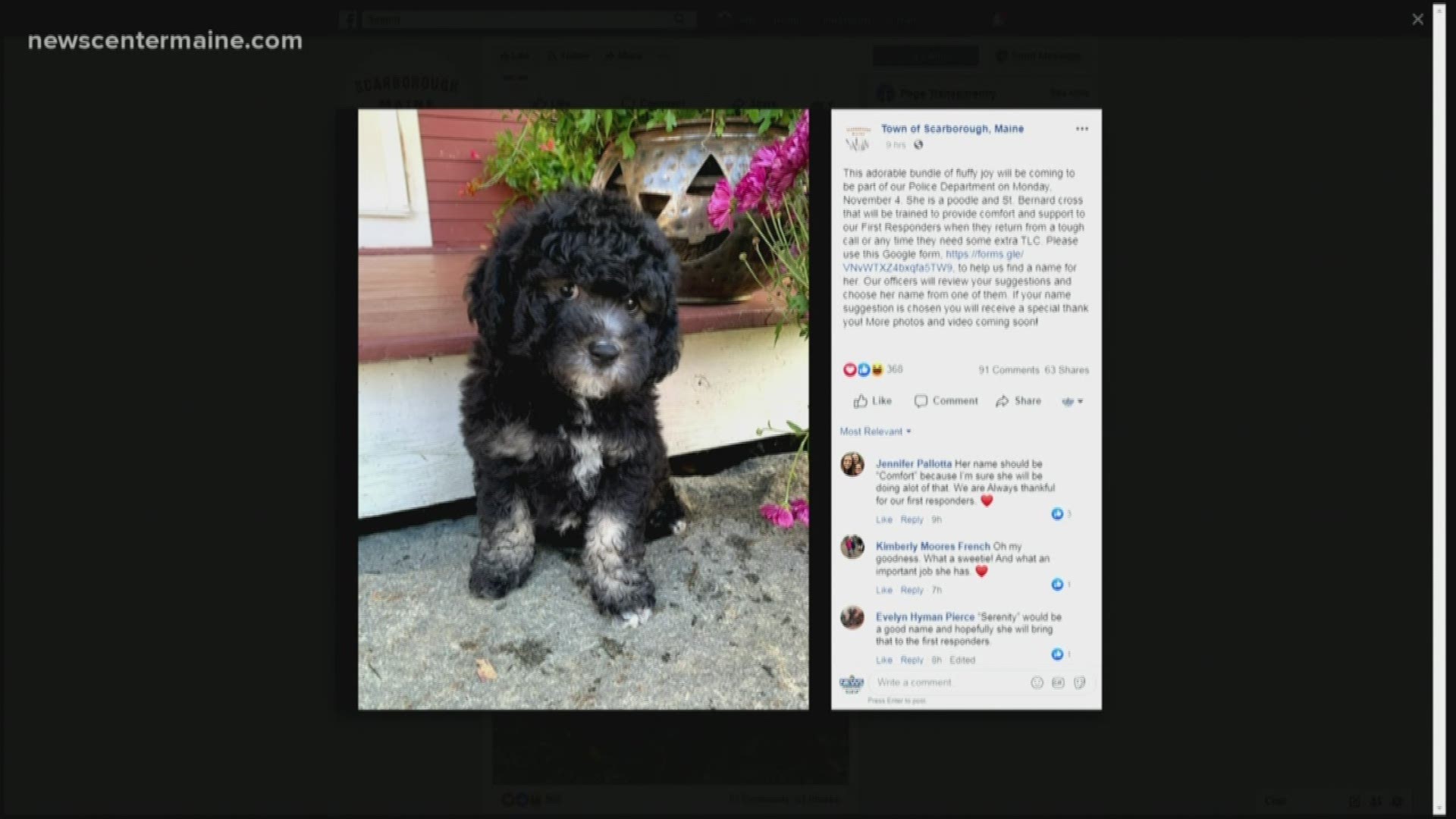The Scarborough Police Department is adding a new wicked cute member to the squad. She's a poodle-St. Bernard mix and will be trained to comford first responders.