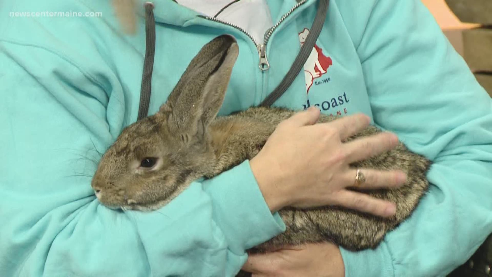 Pedfoot the bunny, is described as calm and relaxed or 'zen bunny,' and he is up for adoption. He is available at Mid Coast Humane Society