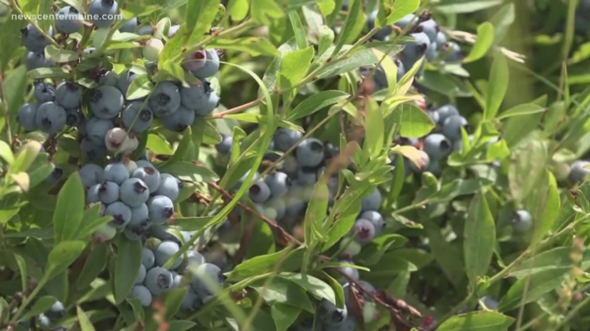 Program unlikely to help Maine's blueberry