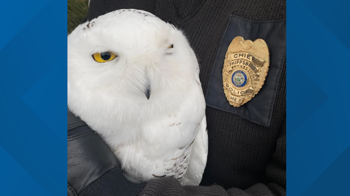 Snowy owl rescued in Phippsburg, Maine, dies from injuries