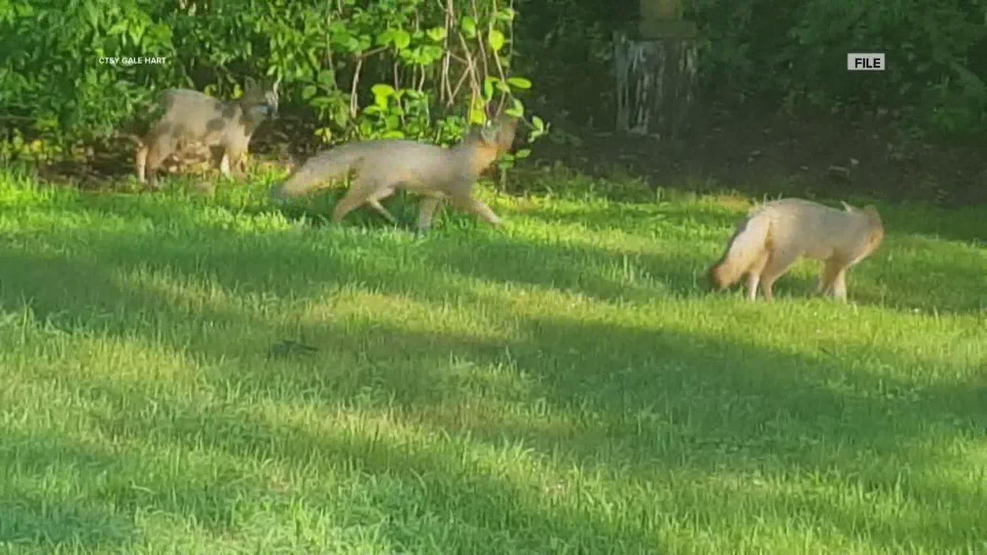 Police say the fox who attacked a man in Brunswick this week was rabid.