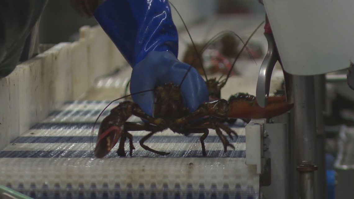 Maine lobster exports plunge 84 since 2018 tariffs
