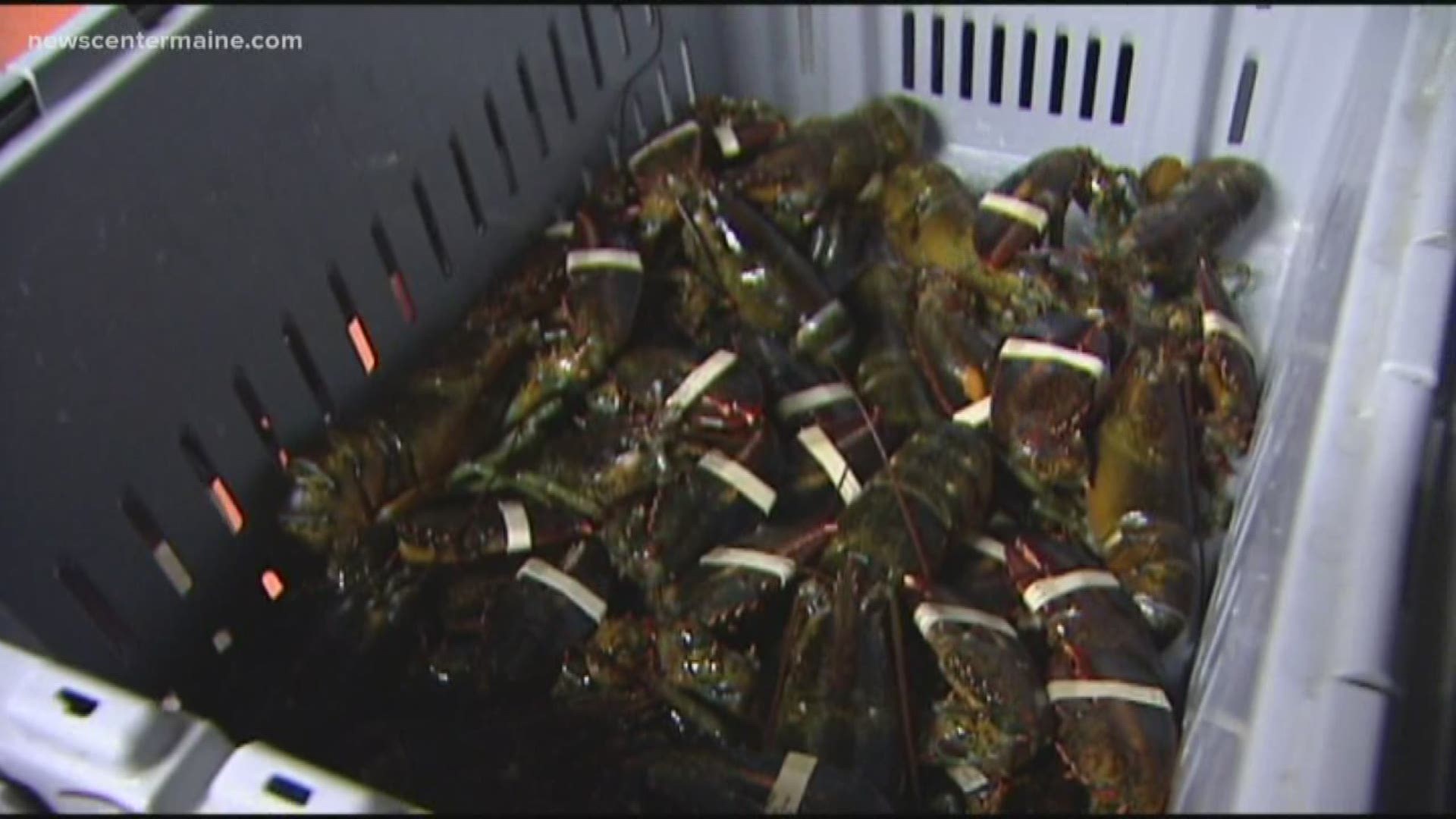 NOAA investing in lobster research