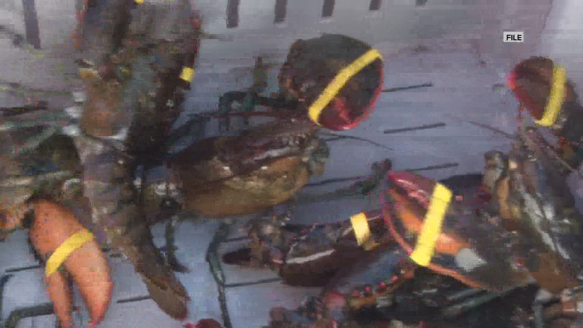 Data shows that Maine's lobster industry peaked during president Obama's presidency