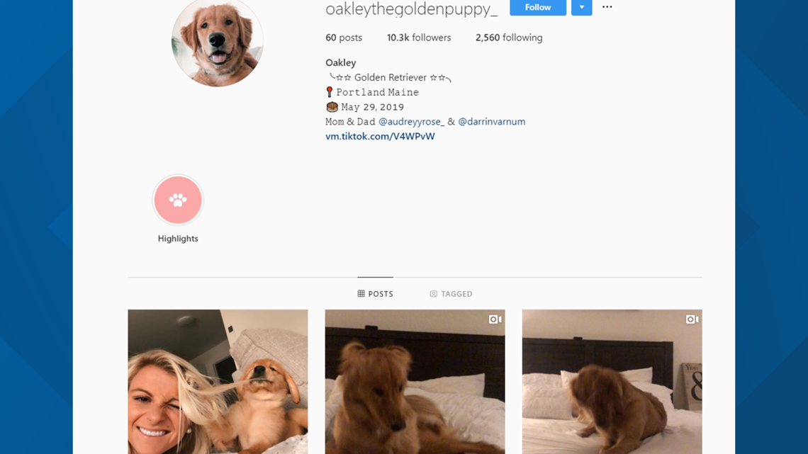 Tik Tok Golden Retriever from Maine goes viral 