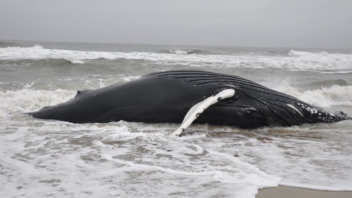 Dead whale that beached itself in Maine goes missing after storm