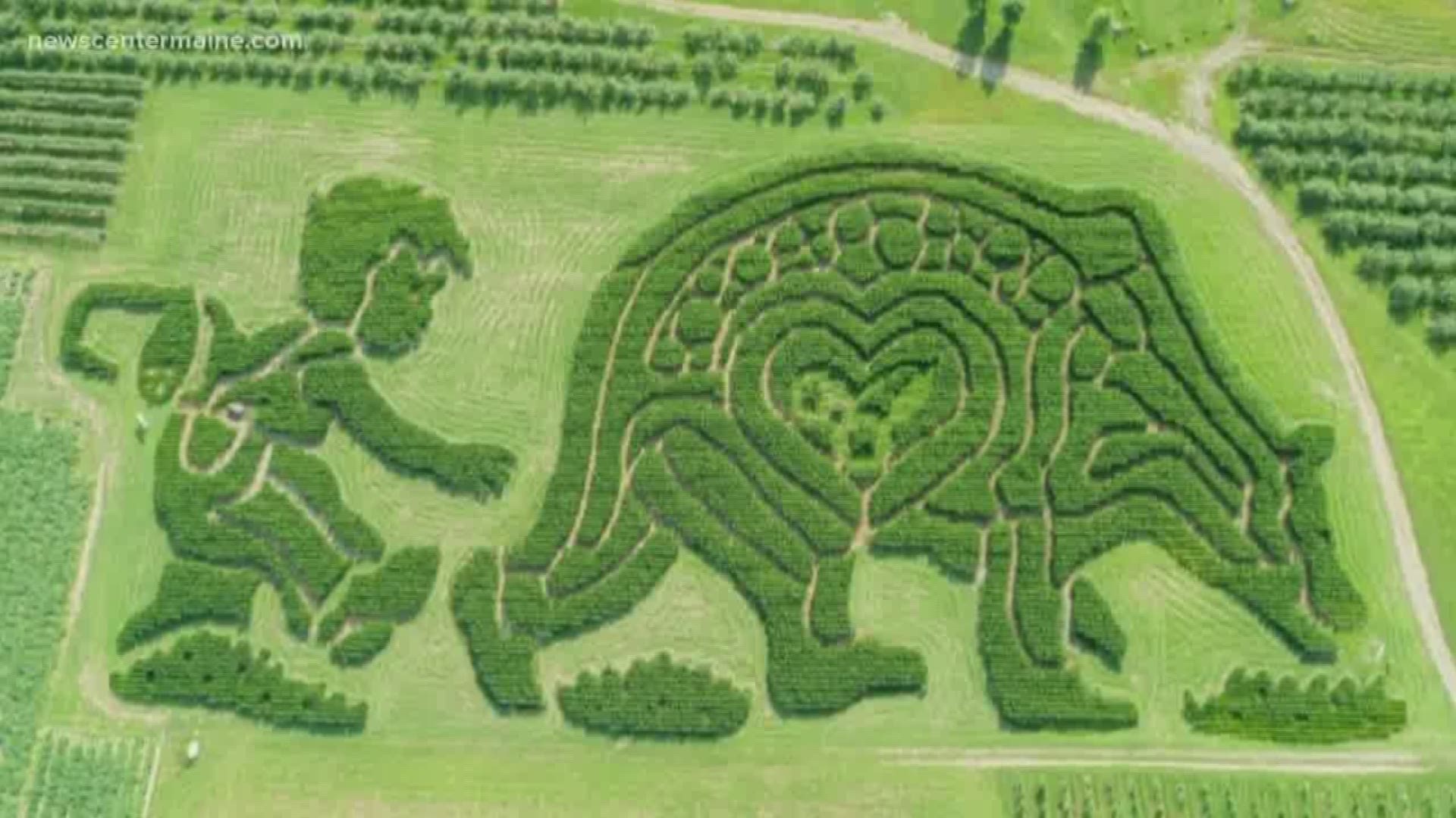 Treworgy Family Orchards is competing in U-S-A Today's "Best Corn Maze in America."