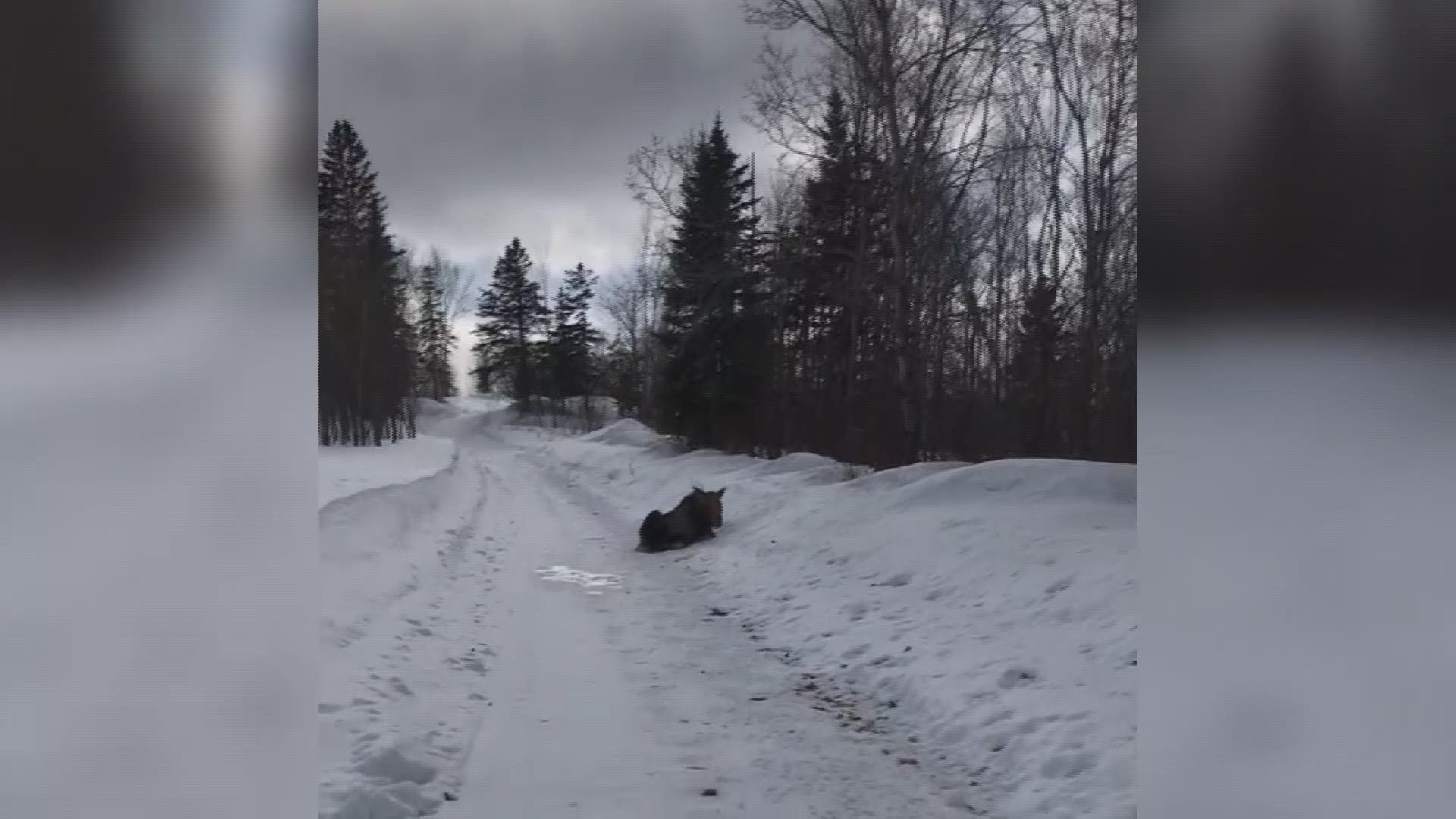 Joey Ouellette got charged by a young moose he thought was sick or injured, nearly escaping its path and capturing it on video.