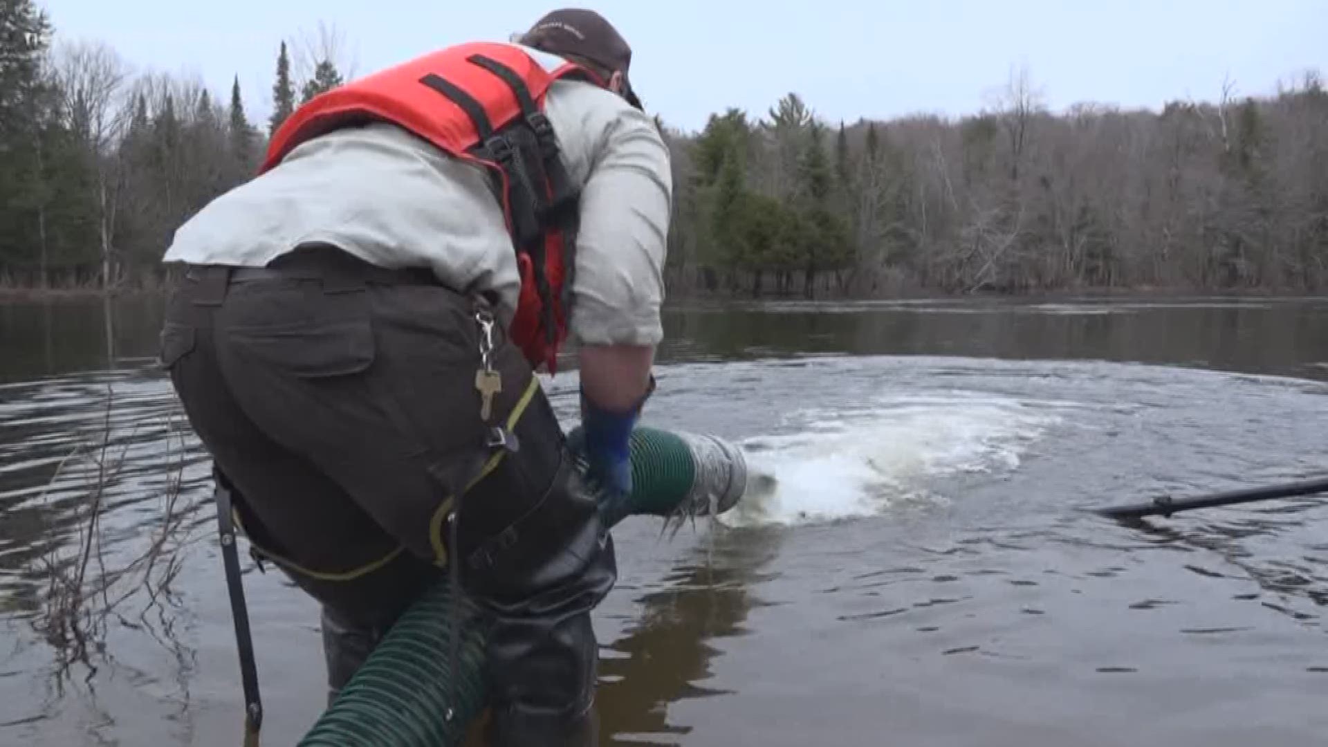 Officials discharged Atlantic salmon into Piscataquis River on Wednesday to increase Maine's natural production of the fish.