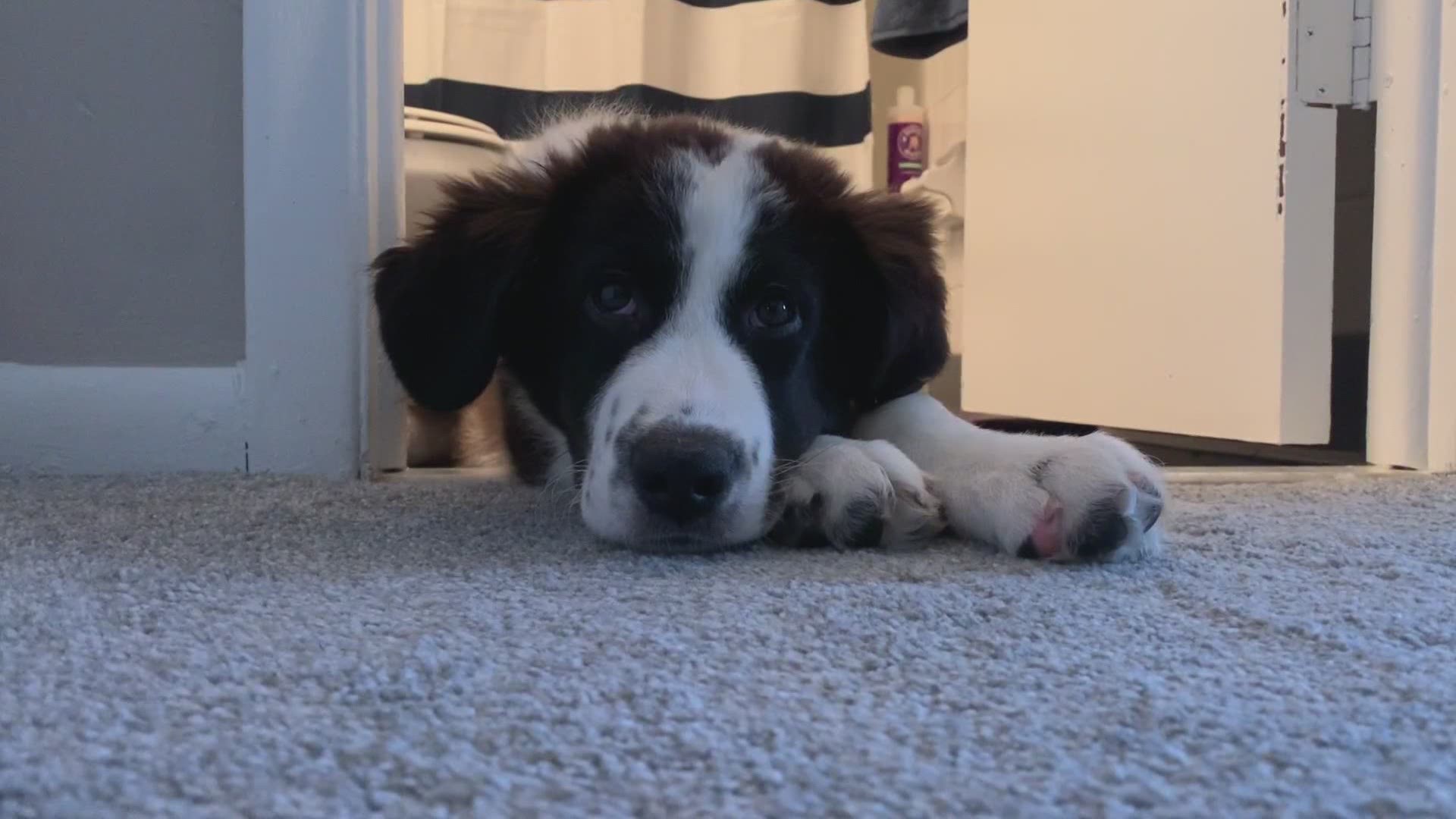 Atlas pup has a full day of naps, playtime, and more naps