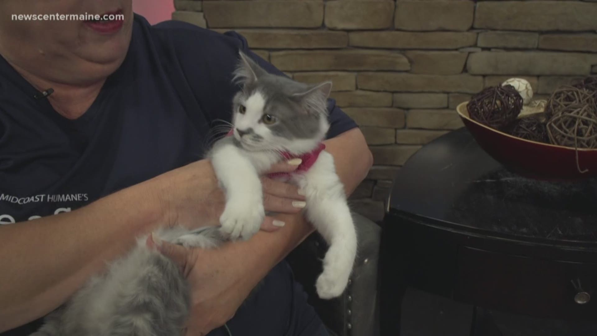 Shiitake the cat is available for adoption through Midcoast Humane.