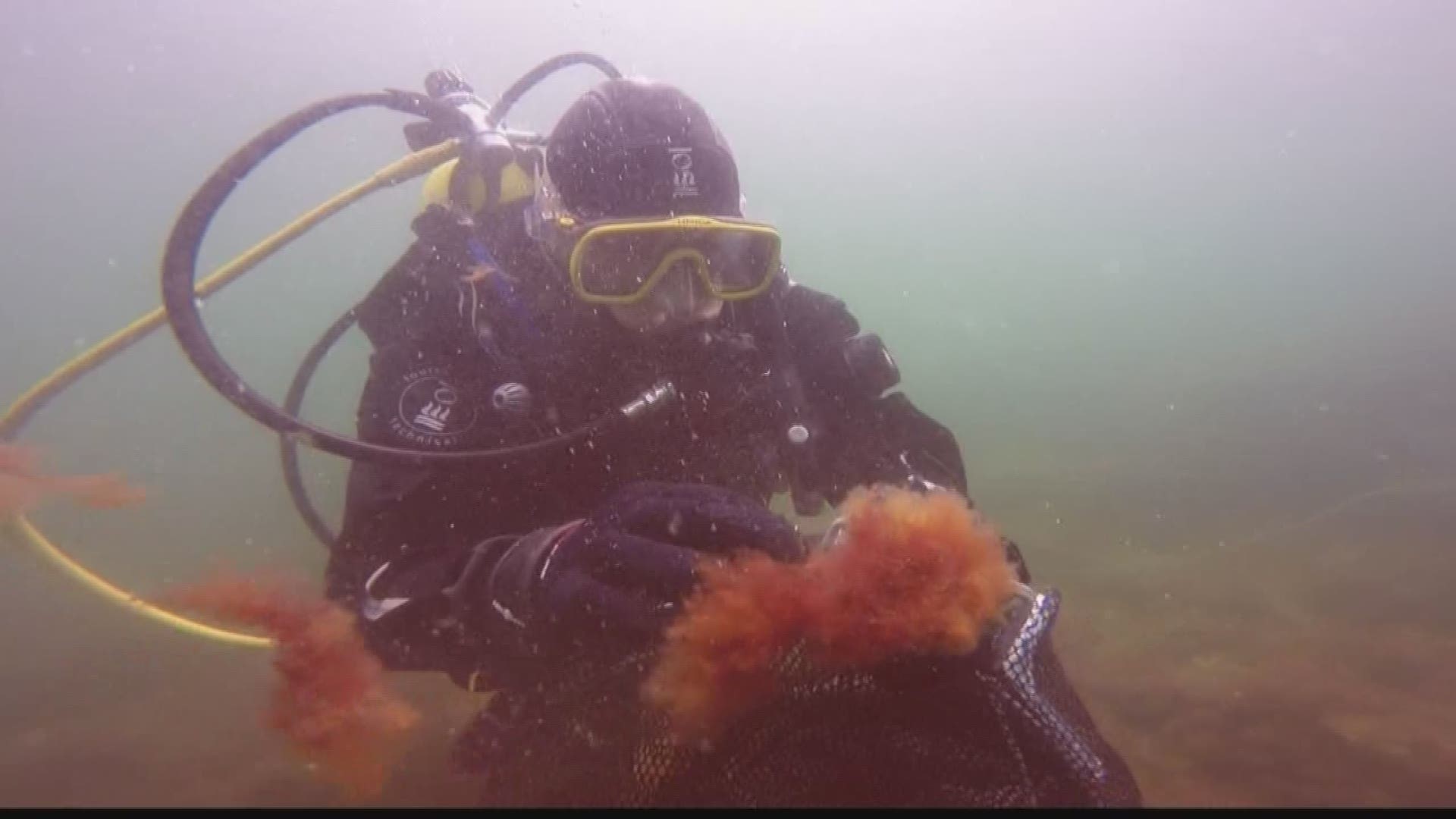 As an invasive seaweed replaces native kelp off the coast of Maine and New Hampshire, researchers are trying to learn its effects on the ecosystem