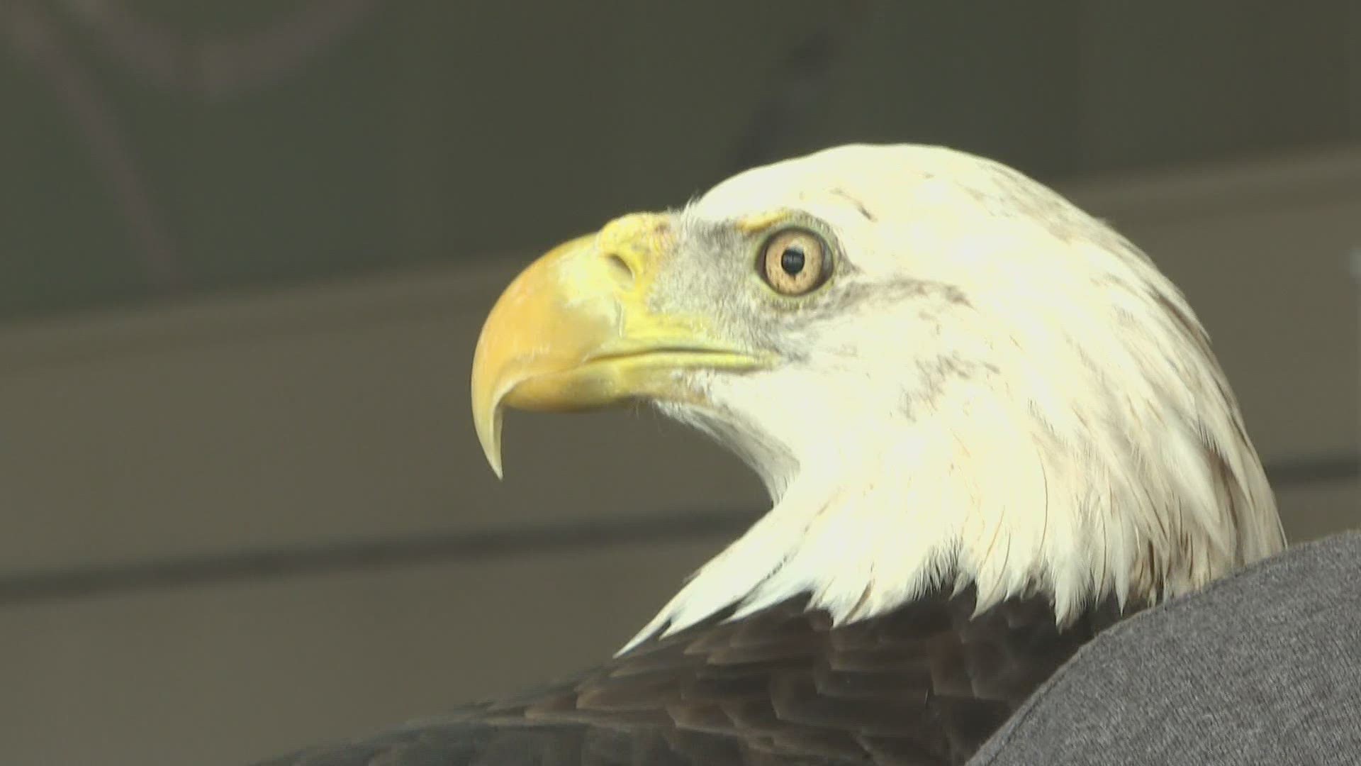 Hot temperatures in Atlanta force adjustment of Thunder the bald Eagle's ride home Monday