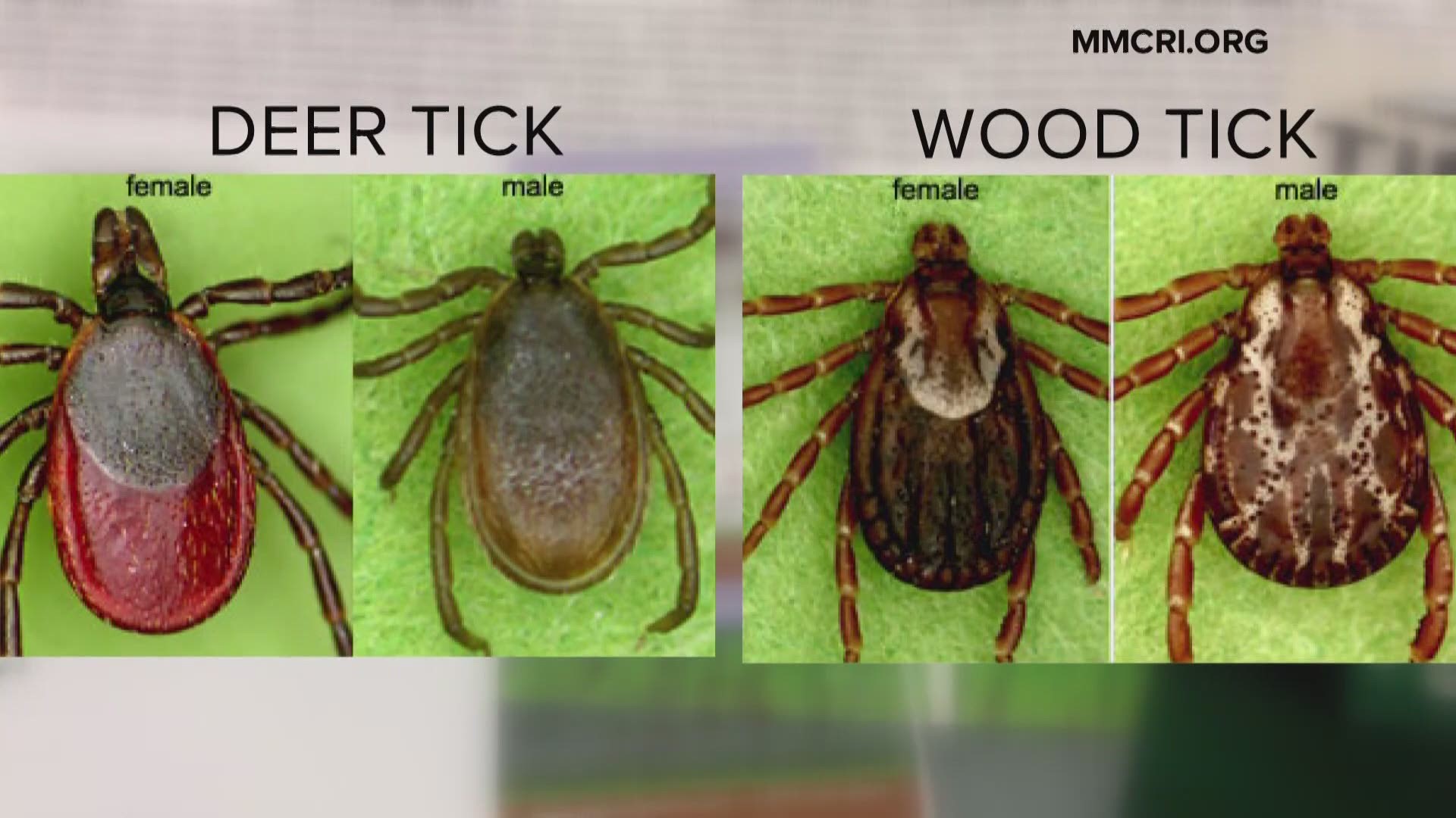 “It’s not uncommon for people to come out of the woods with 20, 30, 40 ticks at a time”