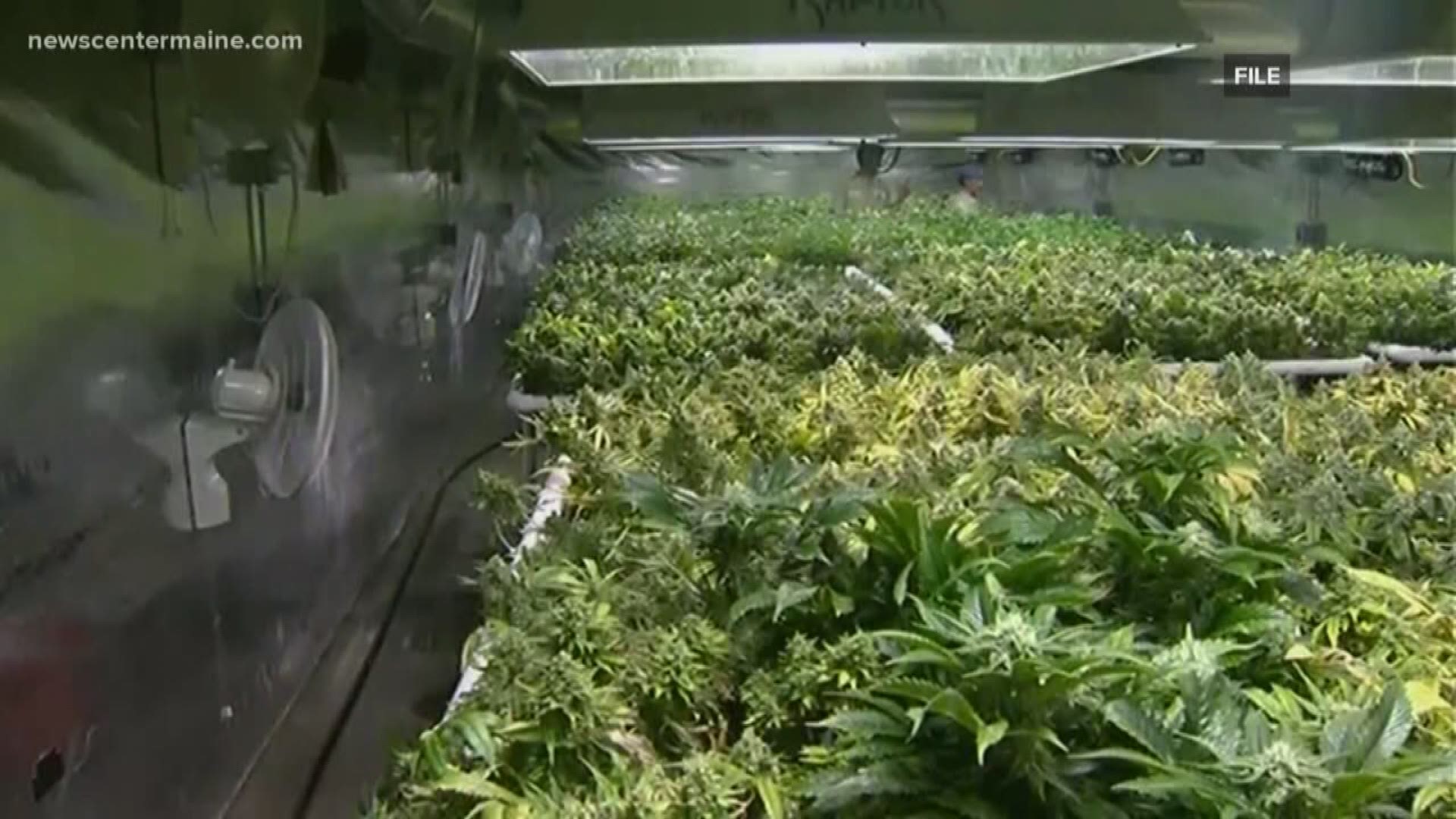 Maine has canceled its marijuana tracker contract with a Florida company and will open its business up for competitive bidding.