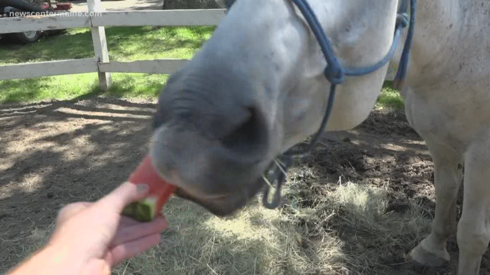 One way to keep your horses cool in the heat is by feeding them watermelon.
