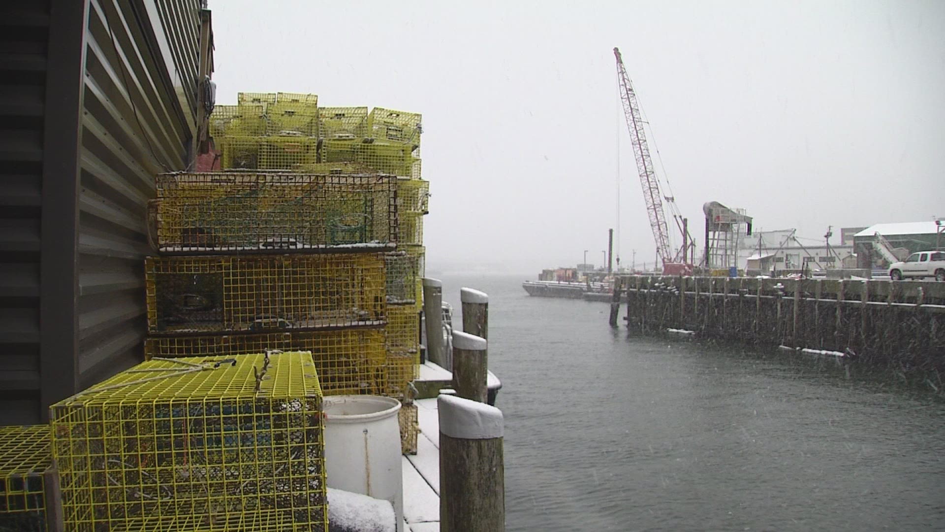 A shortage in the popular bait herring could cause problems for lobstermen.