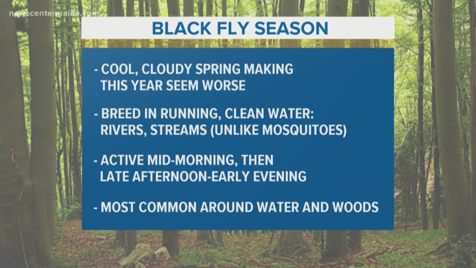 How spring weather is impacting black flies in Maine