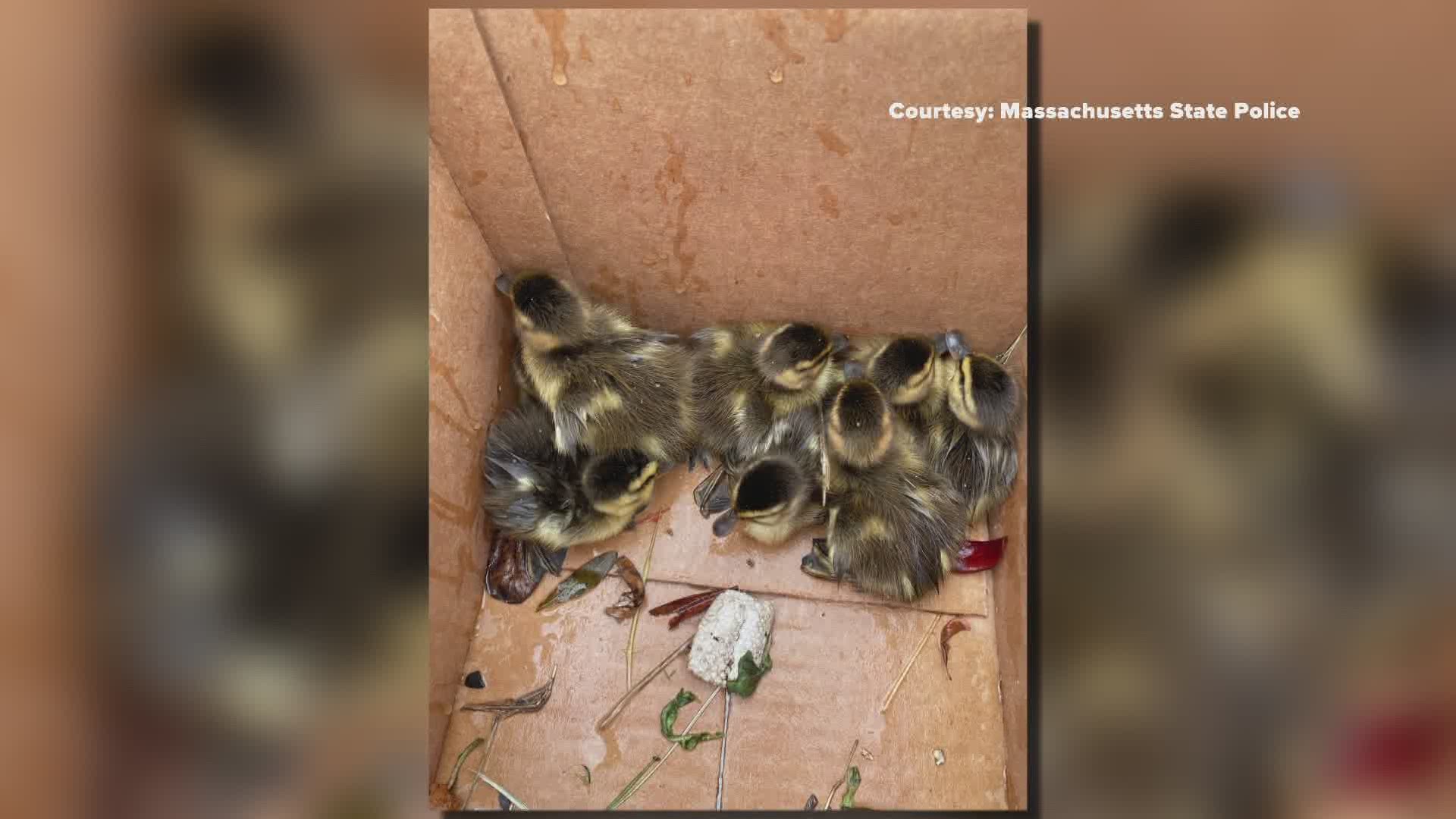 Massachusetts State Trooper Jim Maloney rescued eight ducklings out of a storm drain in the parking lot at Nahant Beach.