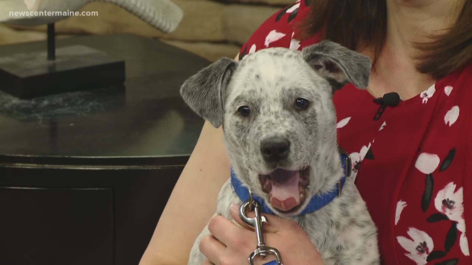 Sugar the puppy is available for adoption at Animal Refuge League of Greater Portland in Westbrook