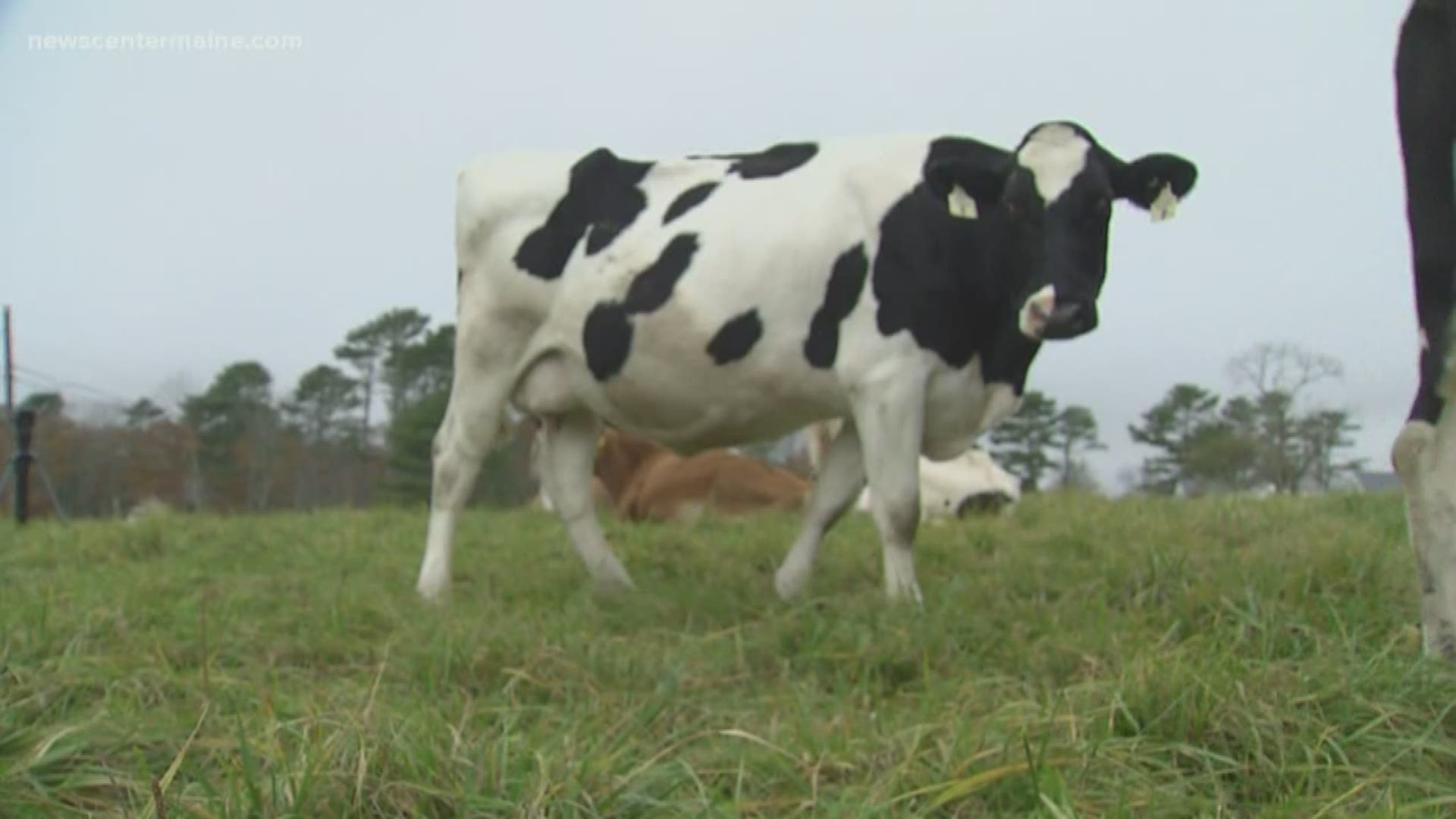 Research in Maine will measure the methane released by cows who have been fed a seaweed diet. They hope it will help climate change.