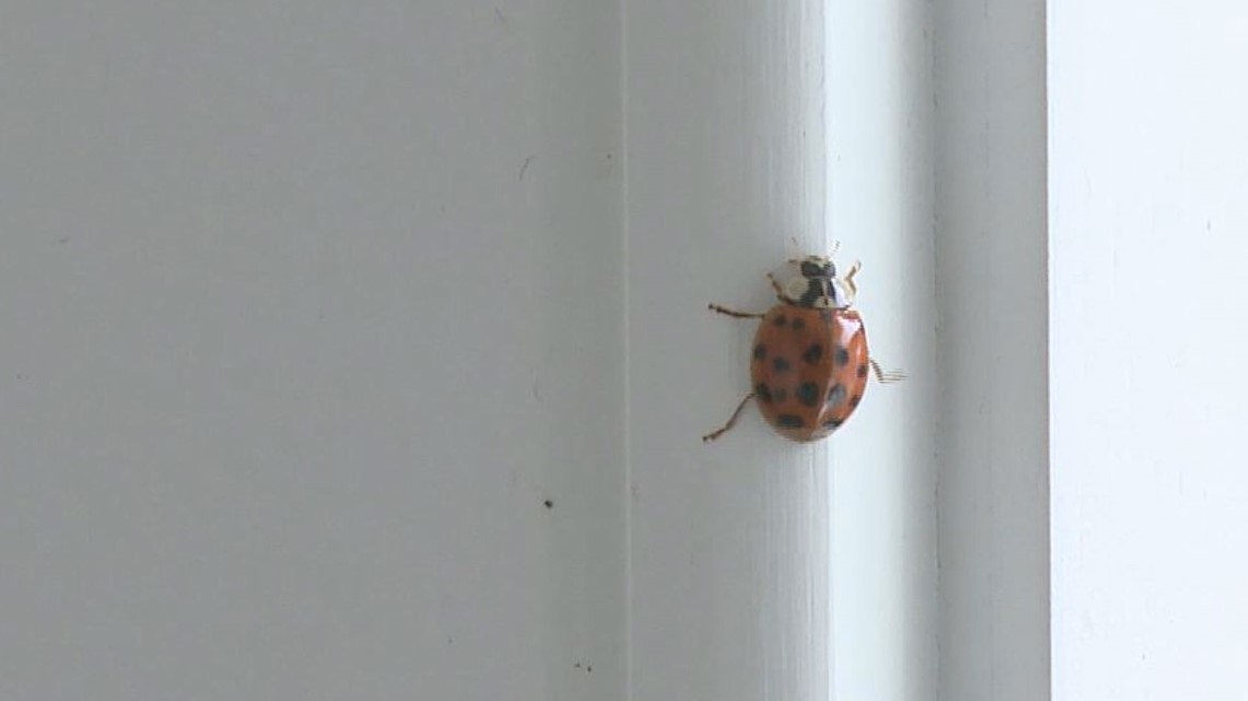 This ladybug look alike can be very harmful for you and your pets