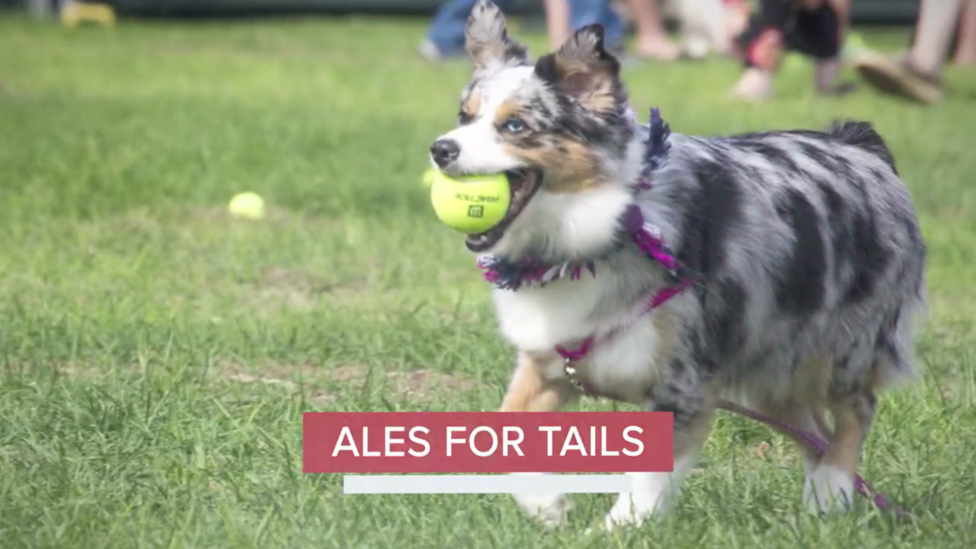 Animal Refuge League of Greater Portland Ales for Tails event is back, August 24 at Thompson's Point.