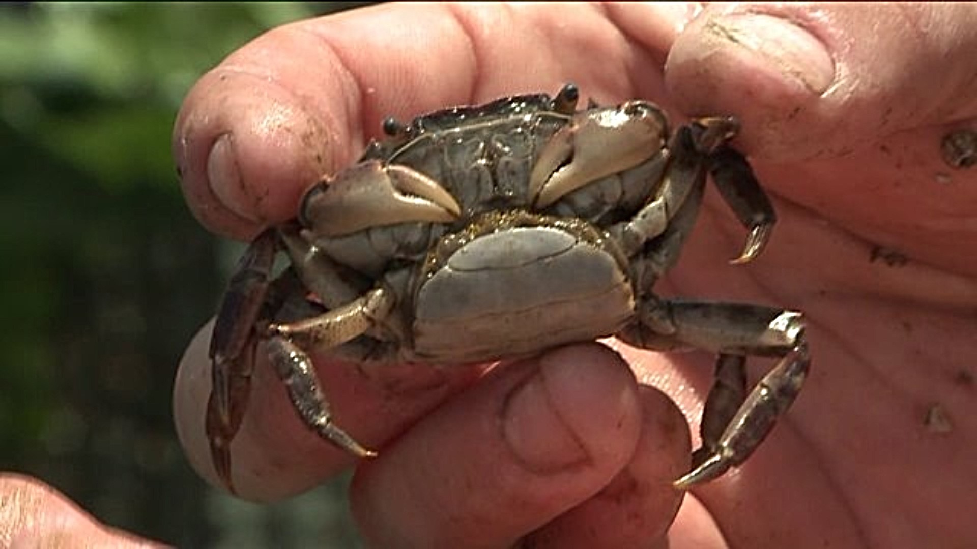 Crab shell sighting proves to be 'threat' on Maine's coast