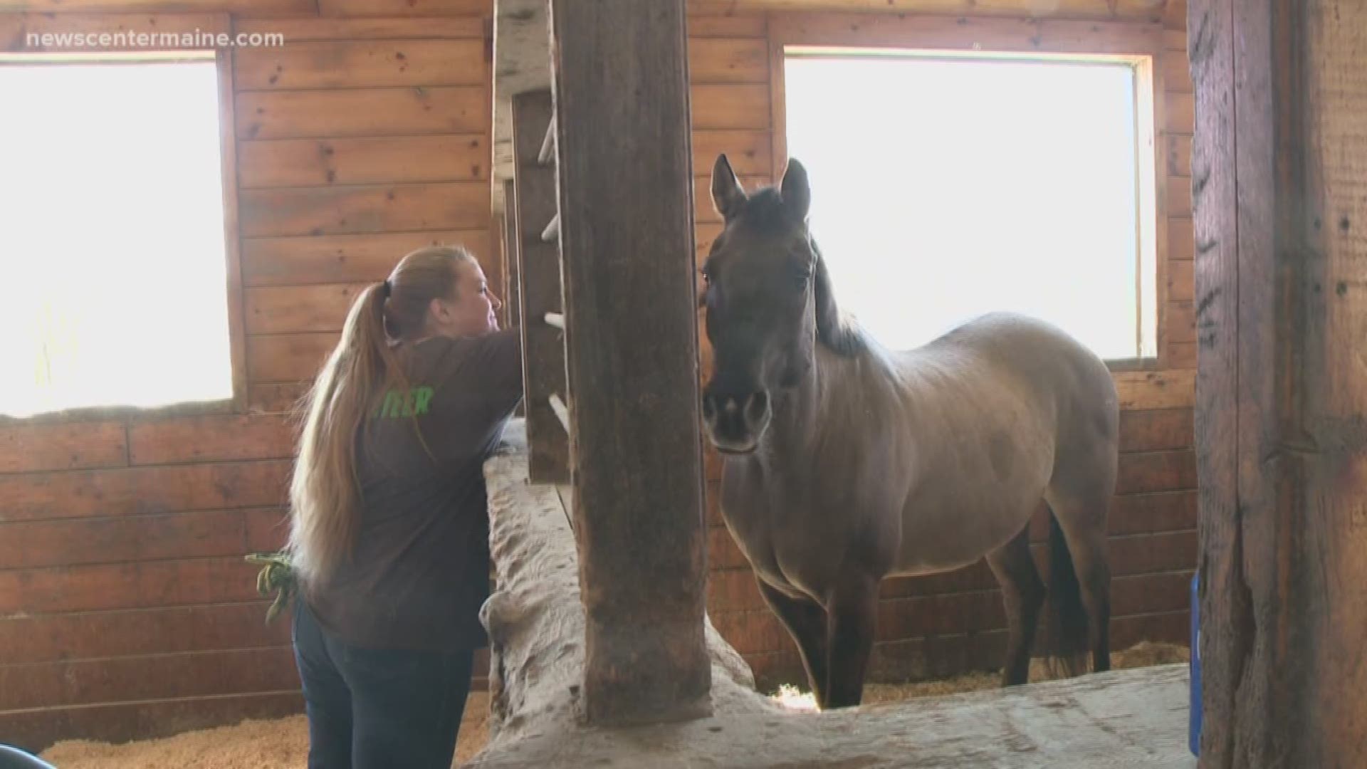 The Maine State Society for the Protection of Animals is all about second chances for horses.