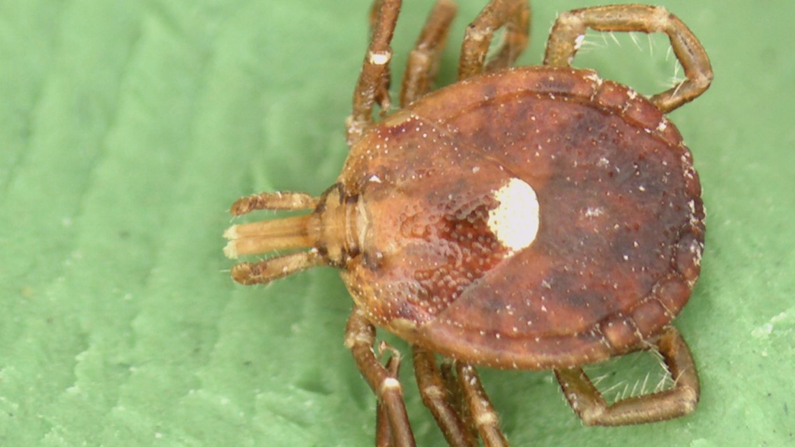 Tick New To Maine Causes Red Meat Allergy | Newscentermaine.com