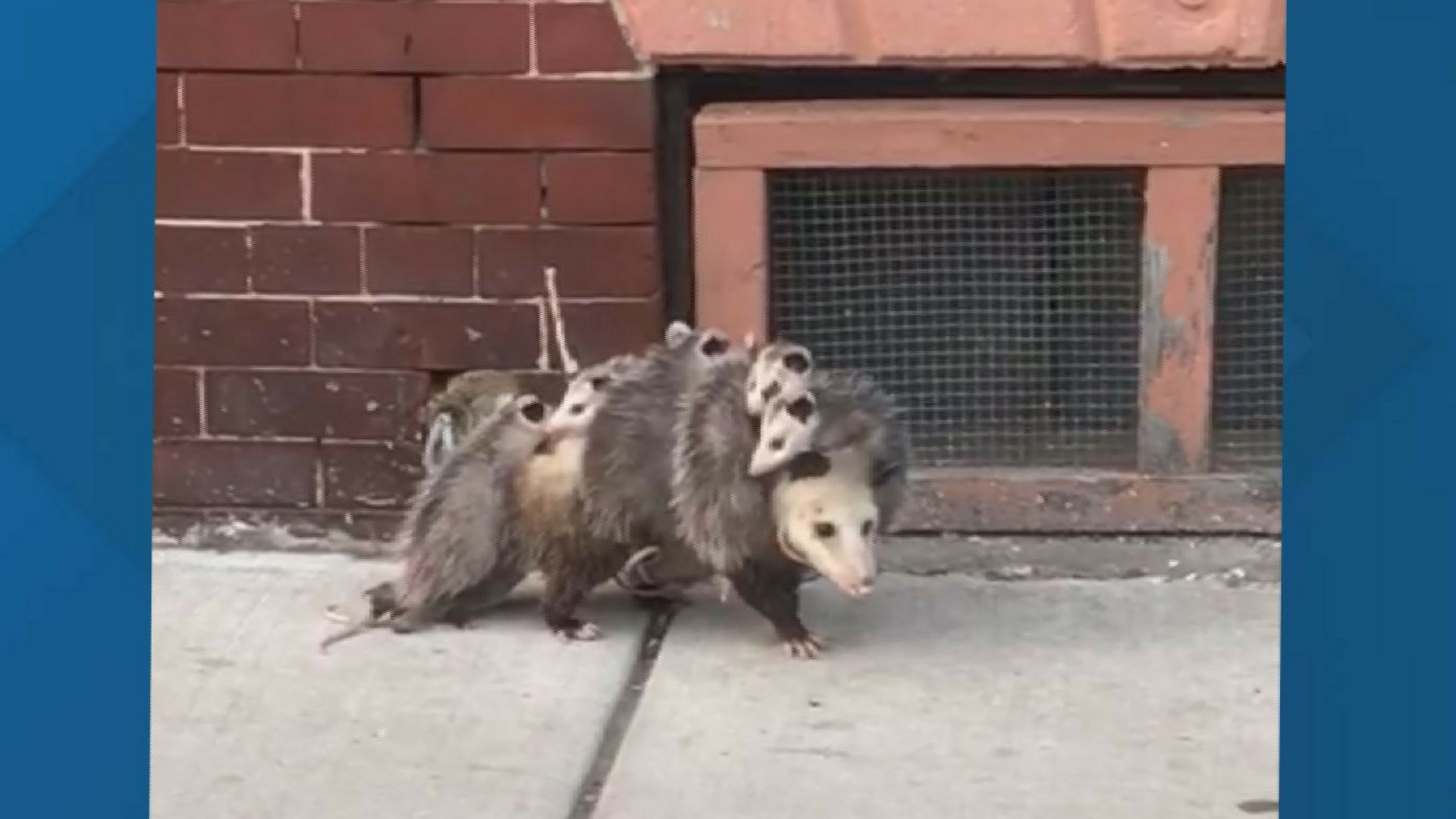 'Make Way for...Opossums?' Mama opossum can barely walk with seven ...