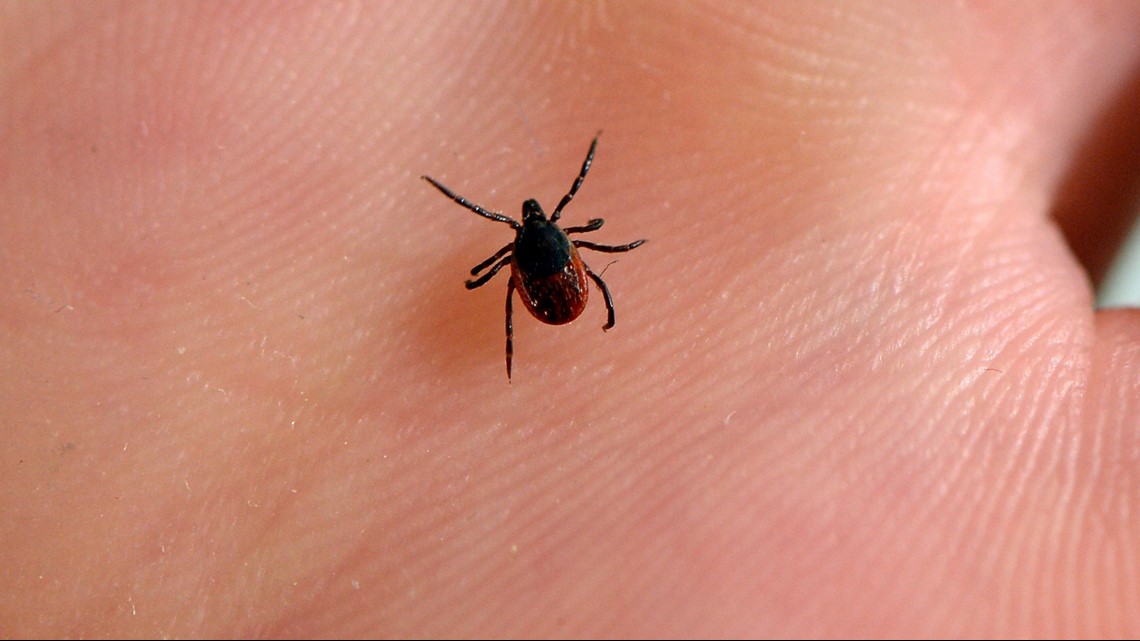 VERIFY Can tea tree oil repel ticks?