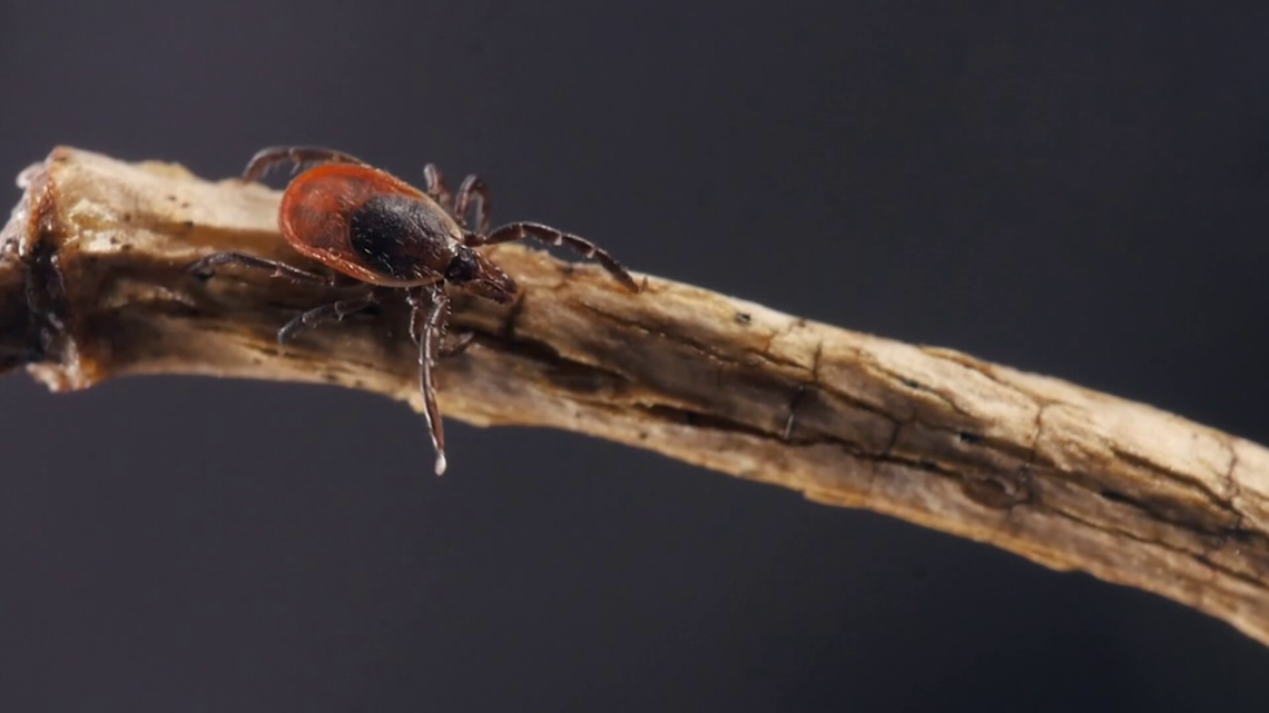 Maine ranked worst state in the nation for Lyme disease