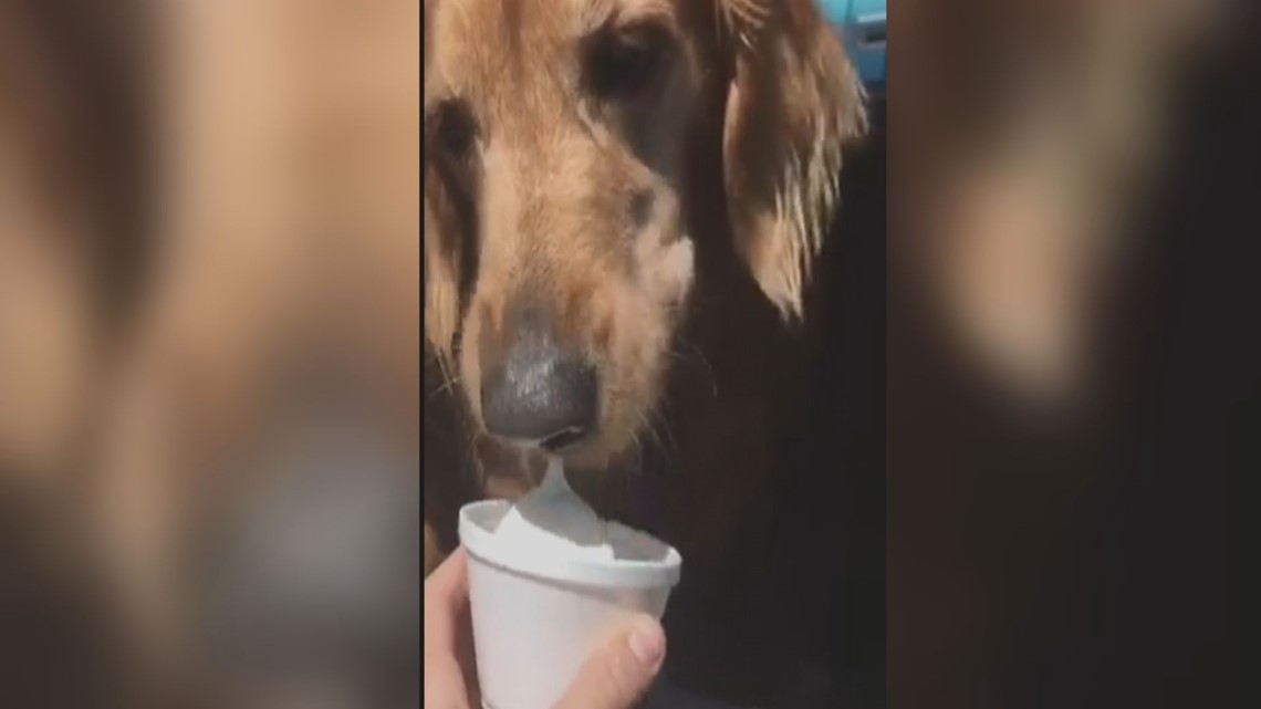 'What's cooler than being cool?' Quirky ways to try to beat the heat