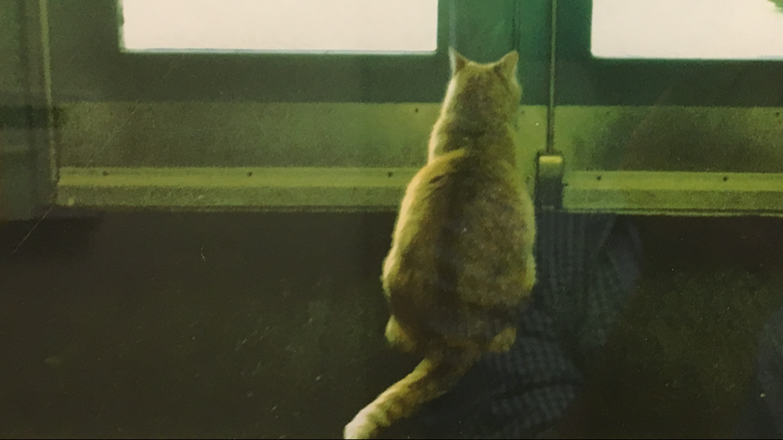 PHOTOS 'Simba,' the unofficial mascot of Westbrook High