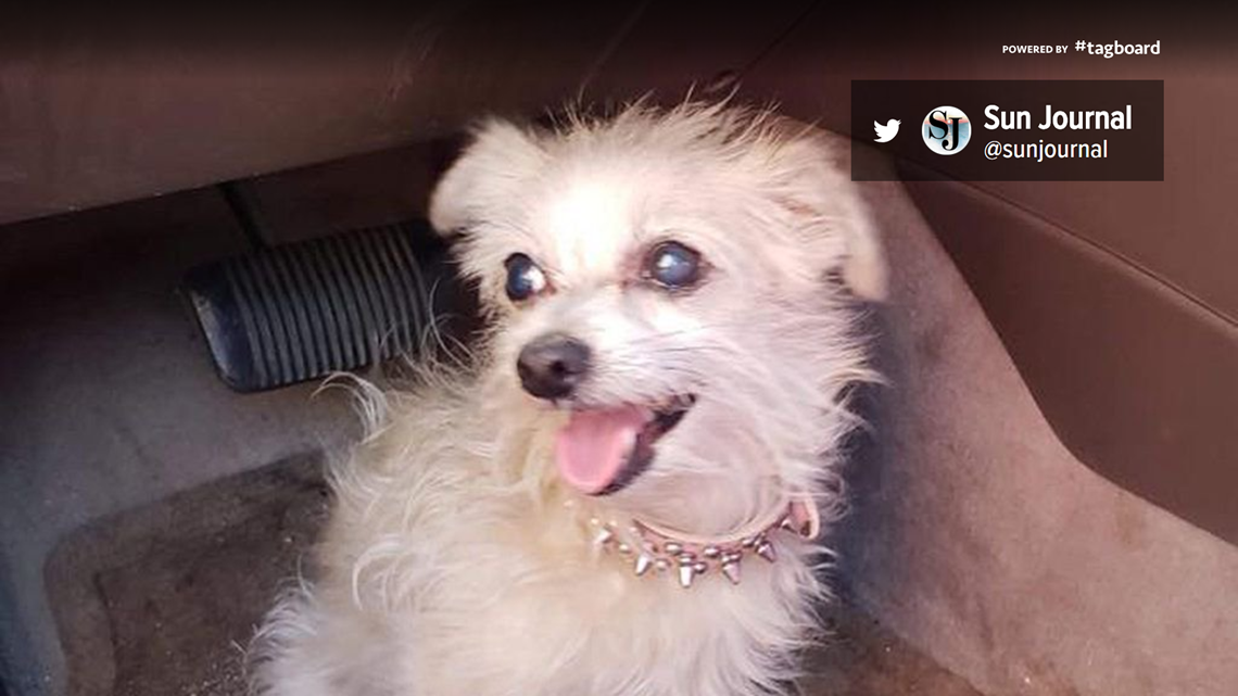 Police: Dog rescued from hot car while owner was in jail ...