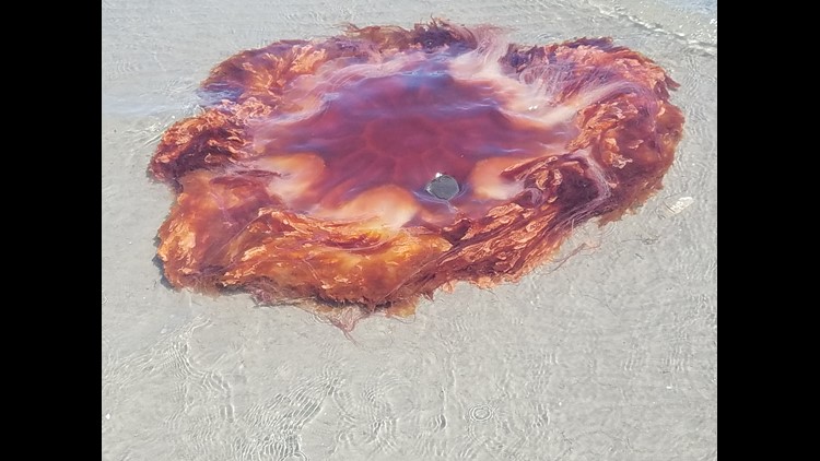 Possible lion's mane jellyfish spotted in Owls Head | newscentermaine.com