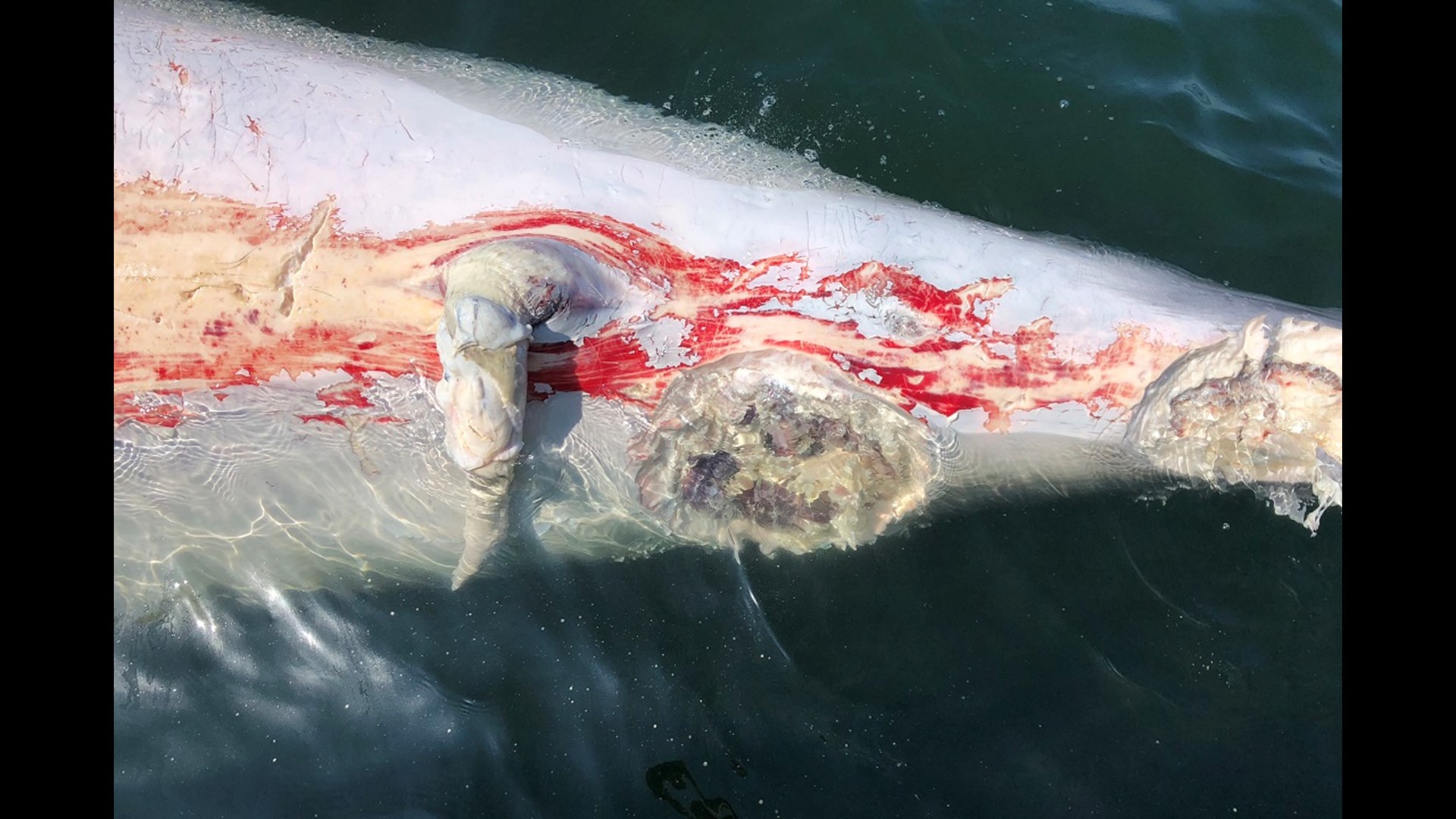 Evidence of great white shark off of Maine coast supports Univ. of New