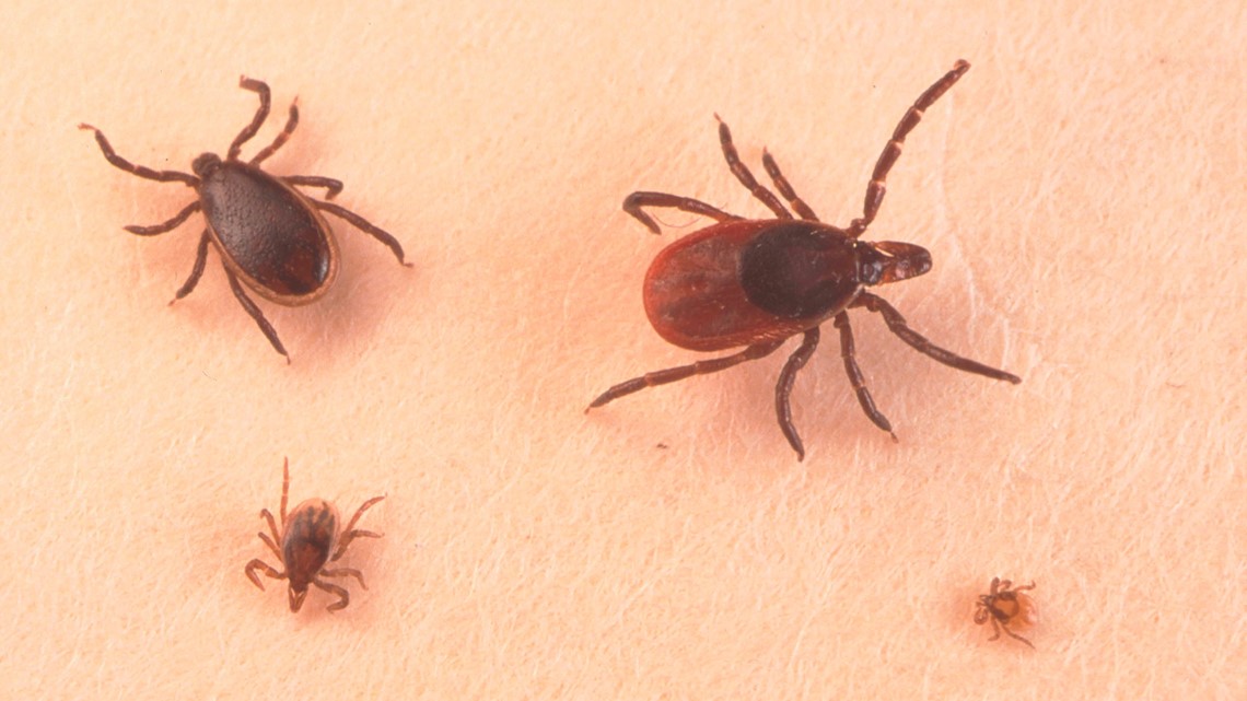 Deer ticks are surviving winter and a yearround problem